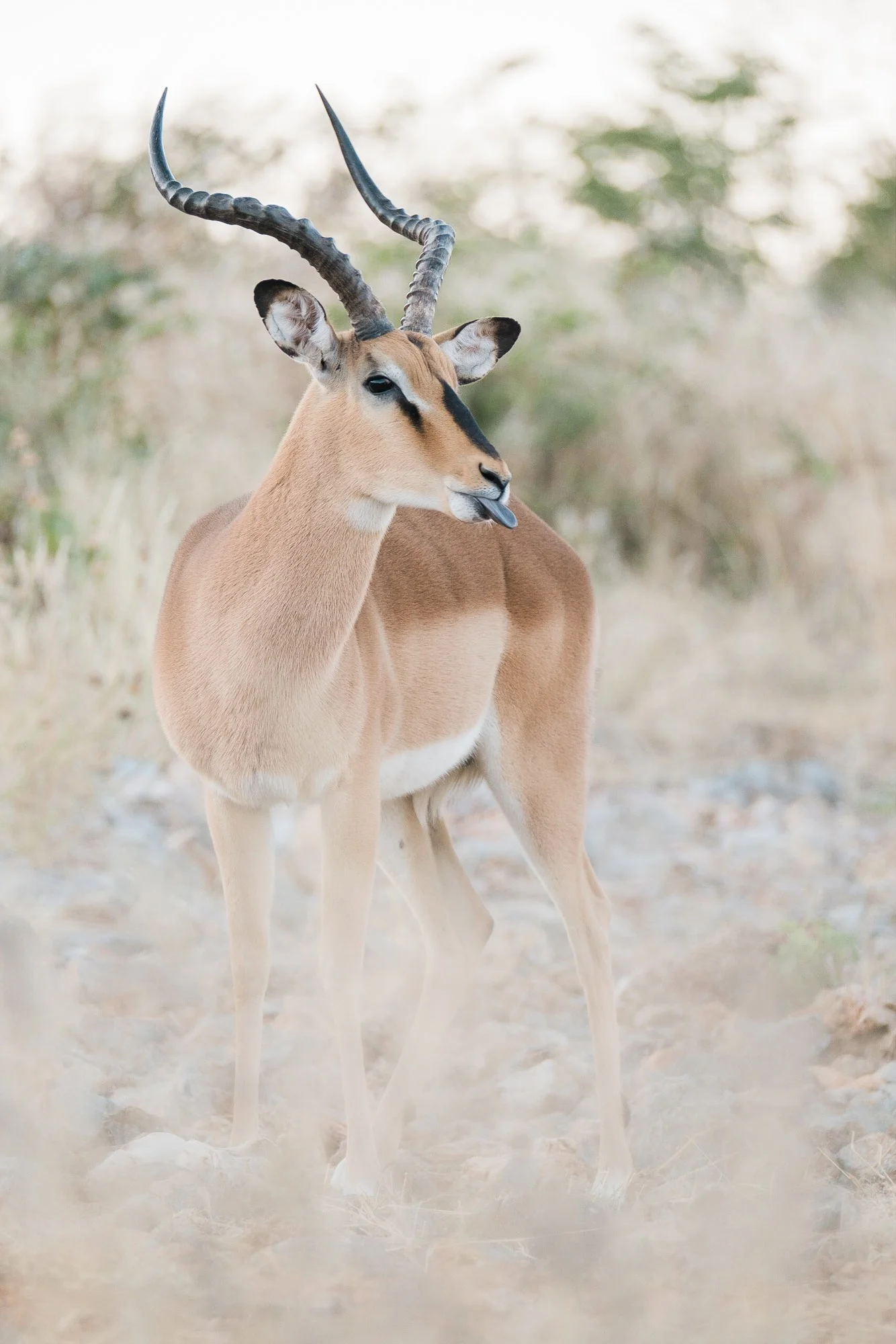 Schwarznasen Impala