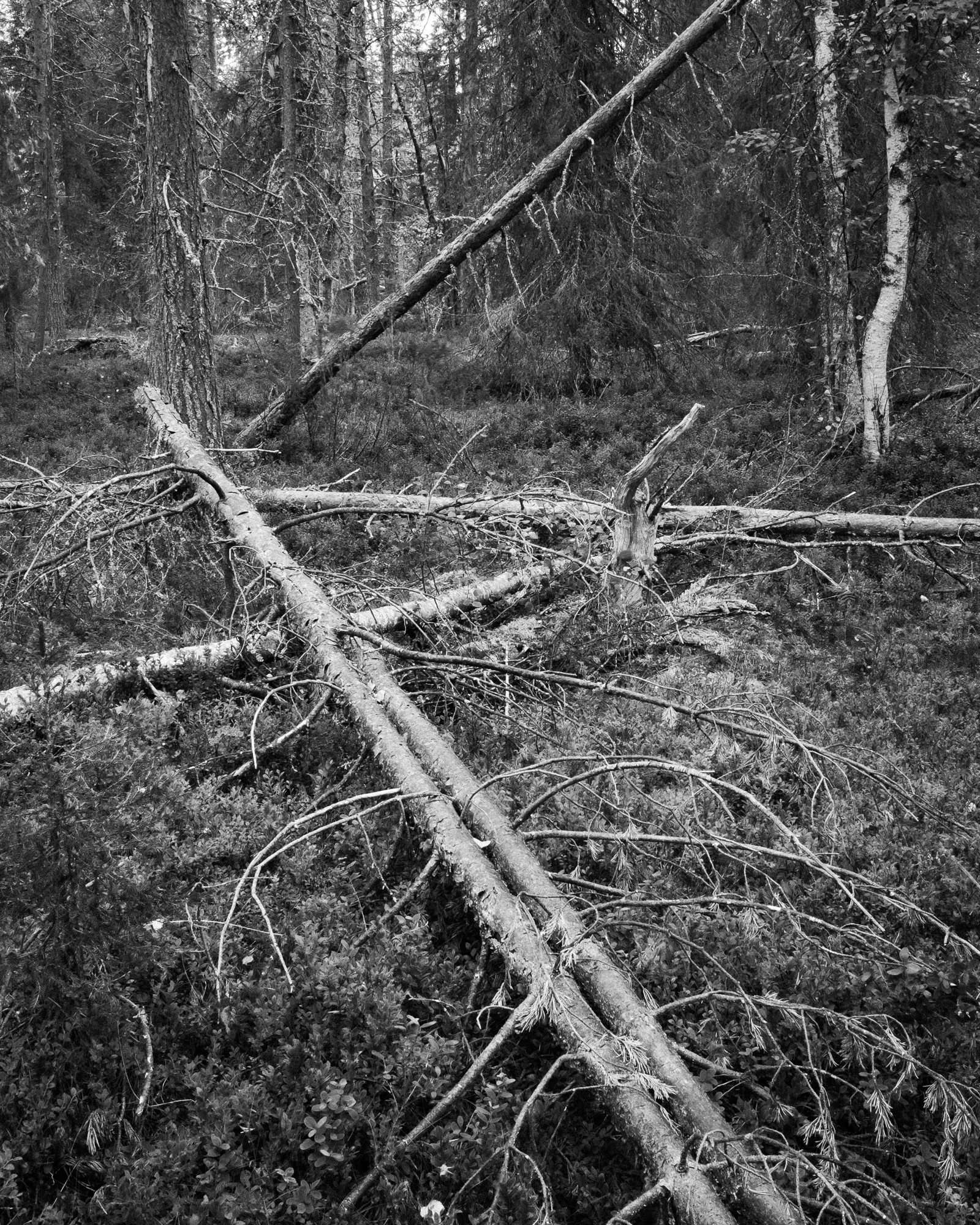 Rykimäkero Moor