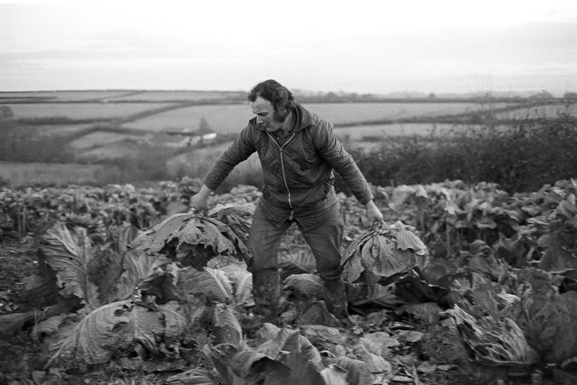 Peter Jones lifting ‘flatpoll’ cabbages, Upcott, Dolton, 1976