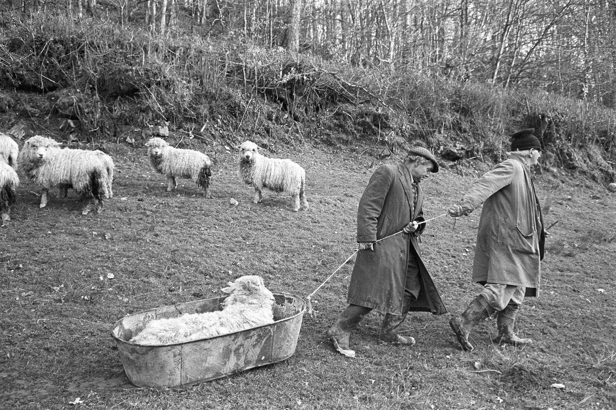 Archie Parkhouse & Ivor Brock dragging sick ram, Millhams, Dolton,1976