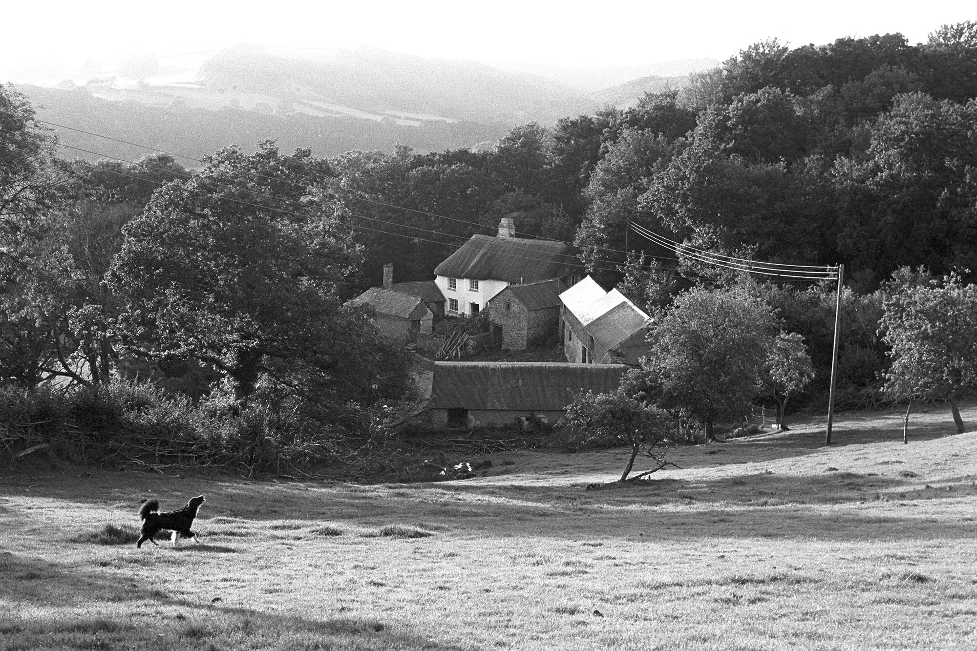 Ashwell Farm with barking dog, Dolton, 1977