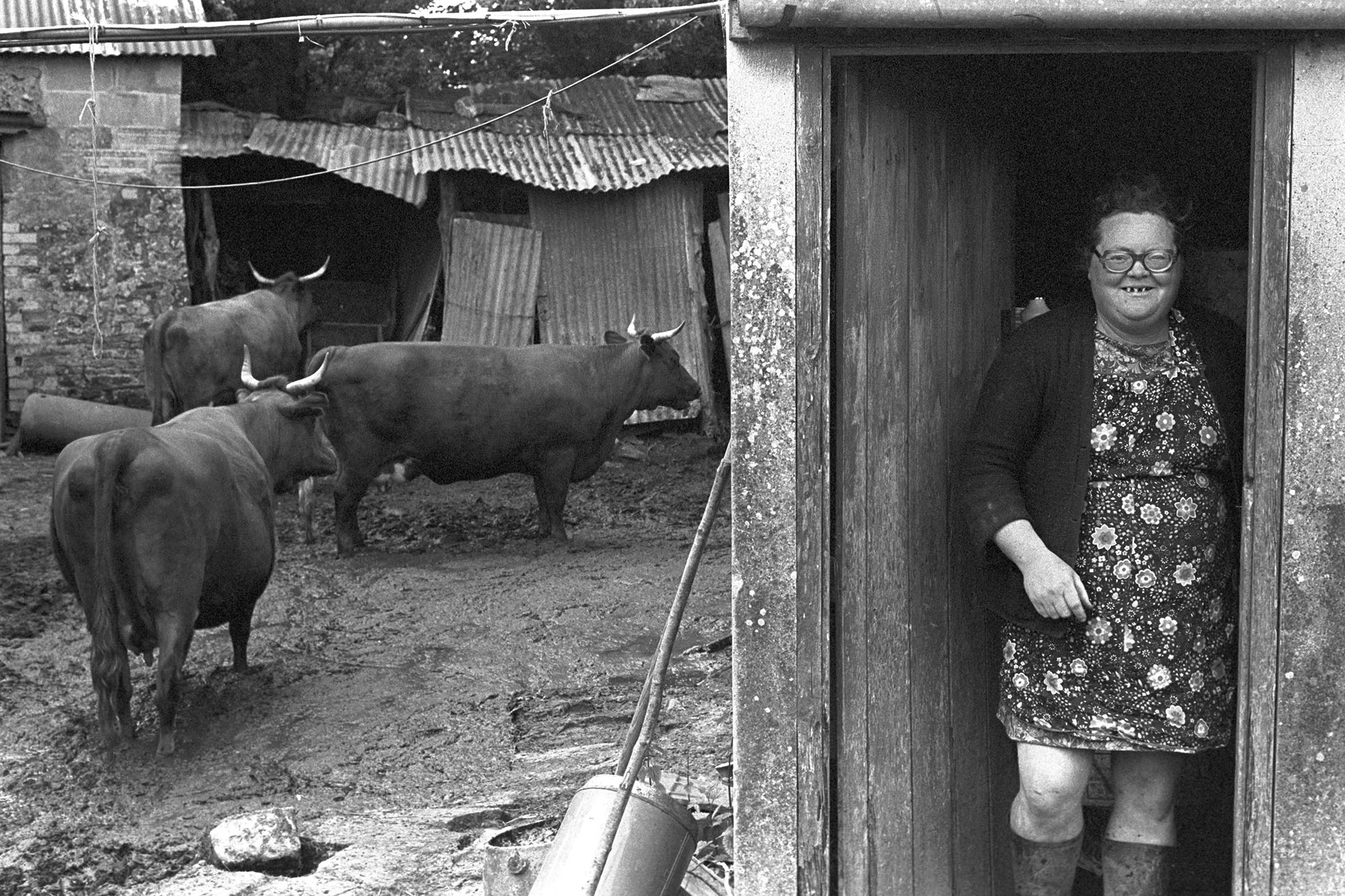 Olive Bennett with her Red Devon cows, Cupper’s Piece, Beaford,1979