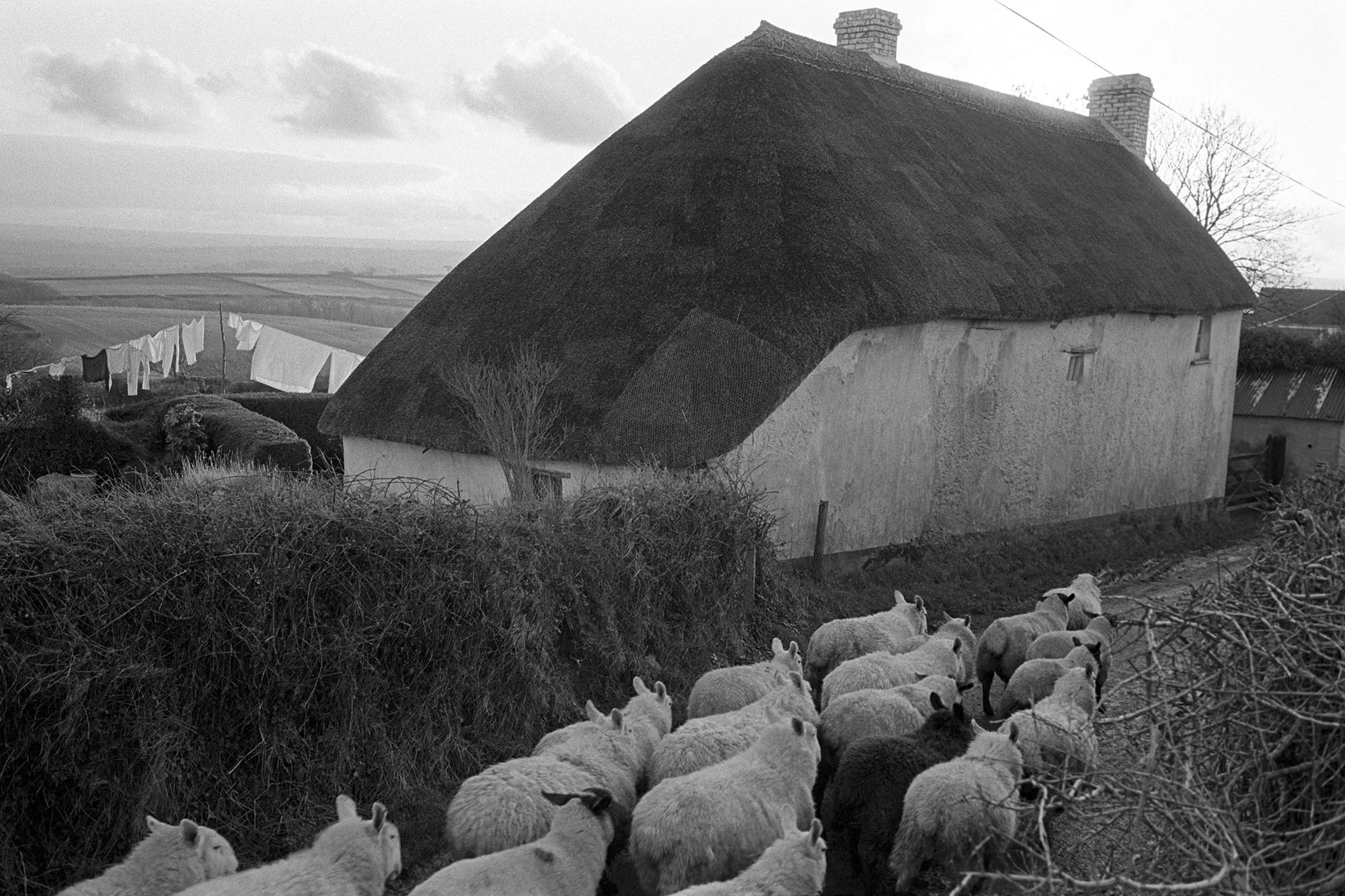 Sheep passing thatched house, Upcott, Dolton 1981