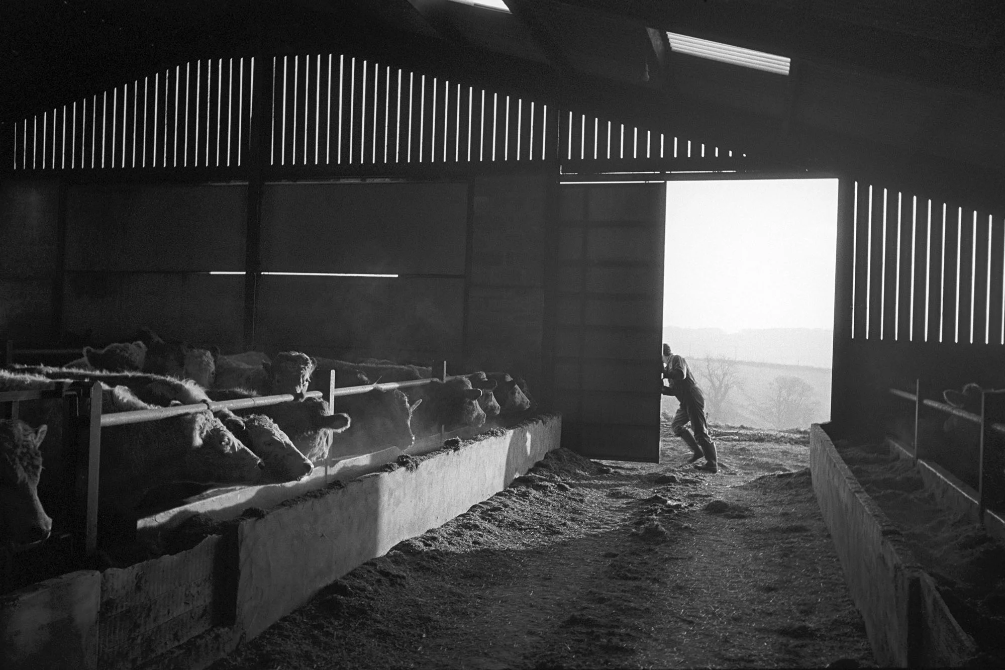 Store cattle, Parsonage Farm, Chulmleigh, 1989