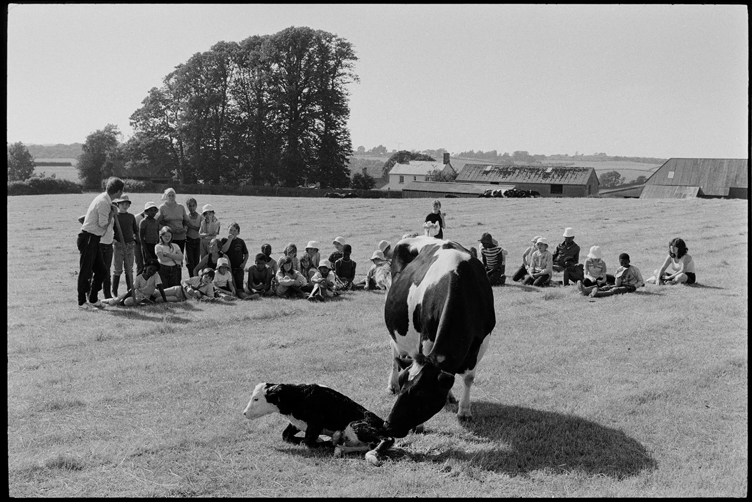 School children Watching cow and new born calf in a field Iddesleigh, July 1984