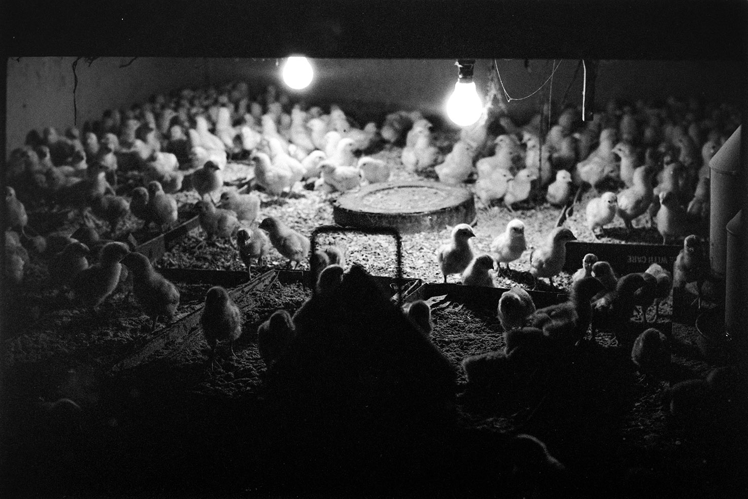  Intensively reared chicks living by artificial light