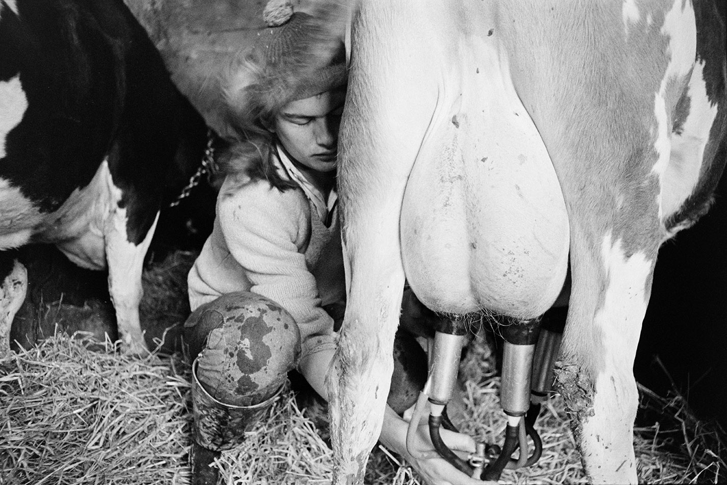  Young man milking cow in barn, Beaford. 
