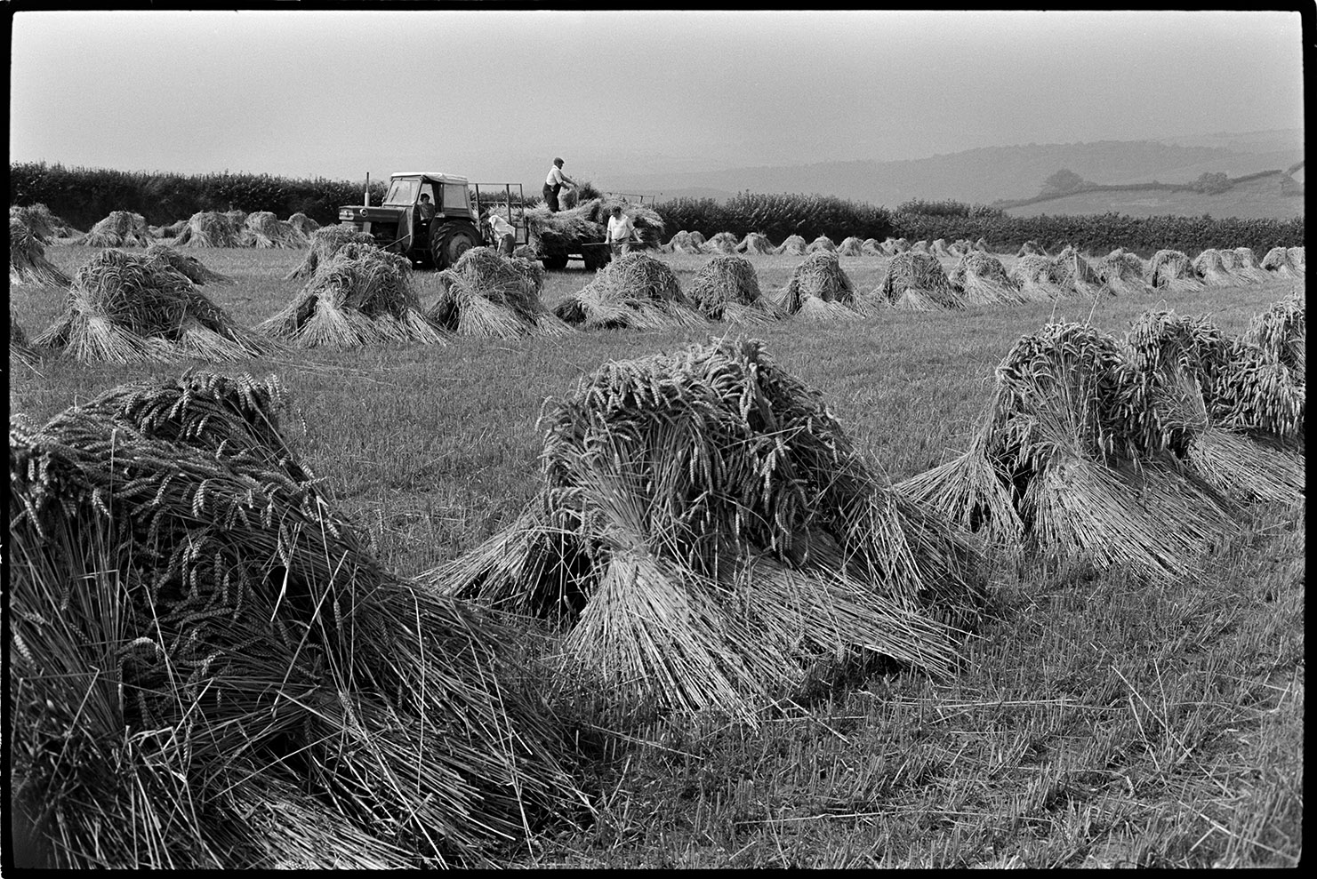 Loading up thatching reed, Beaford, Kiverleigh 14 August, 1973