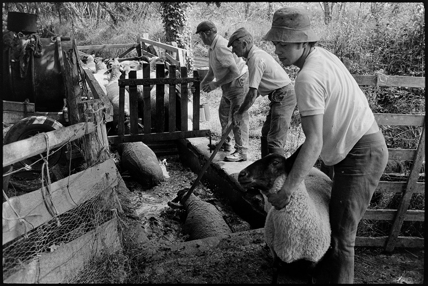 Sheep leaving dipping pen, Iddesleigh, Parsonage, August 1976.