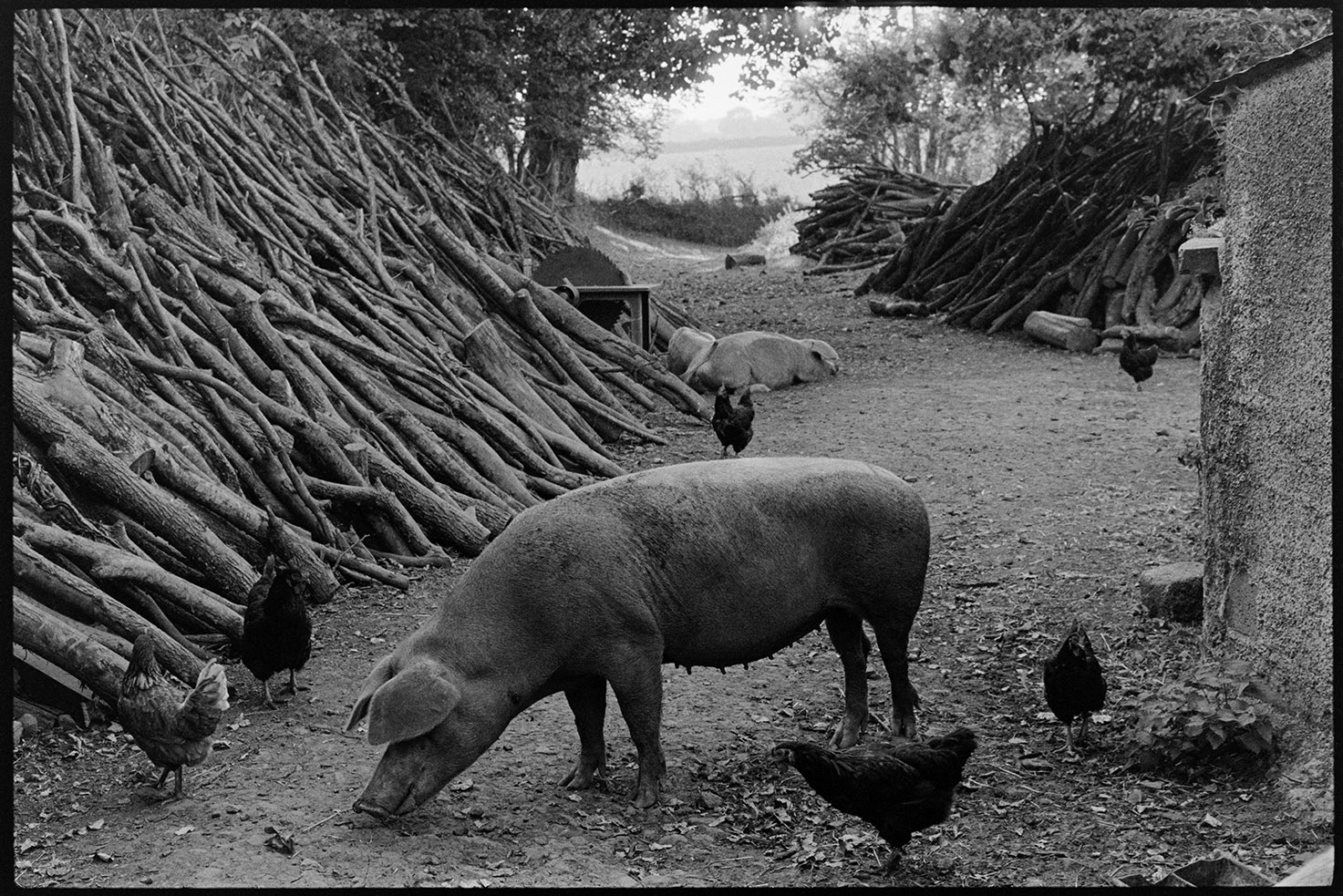 Pigs & chickens looking for food in farmyard, Iddesleigh, Parsonage, September, 1976. 