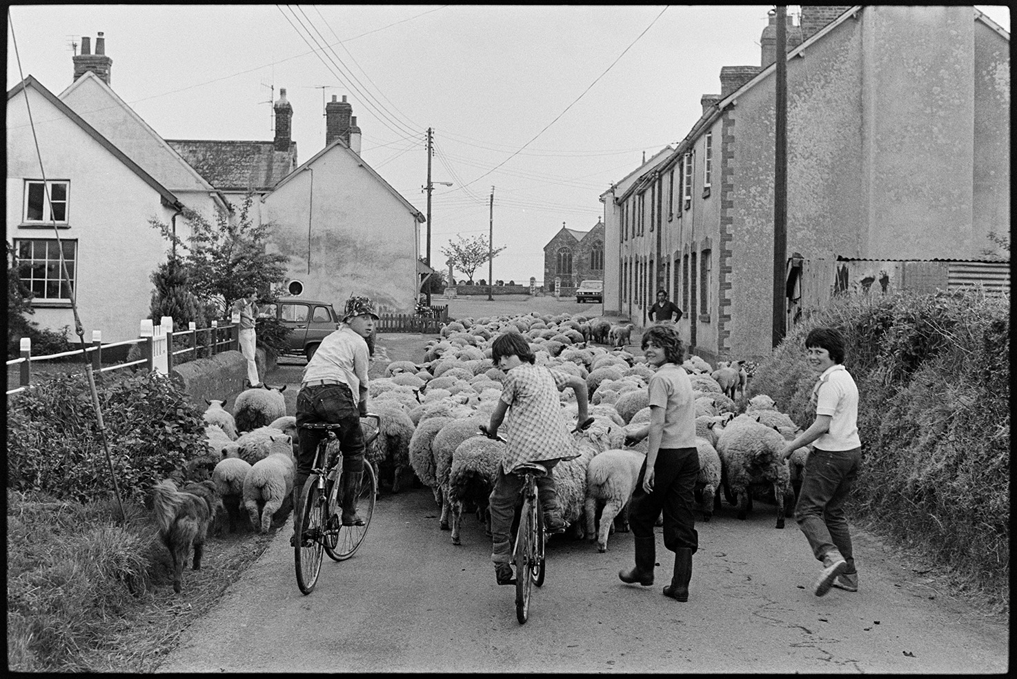 Teenagers helping farmer move sheep through village, Ashreigney, Densham, April 1978. 