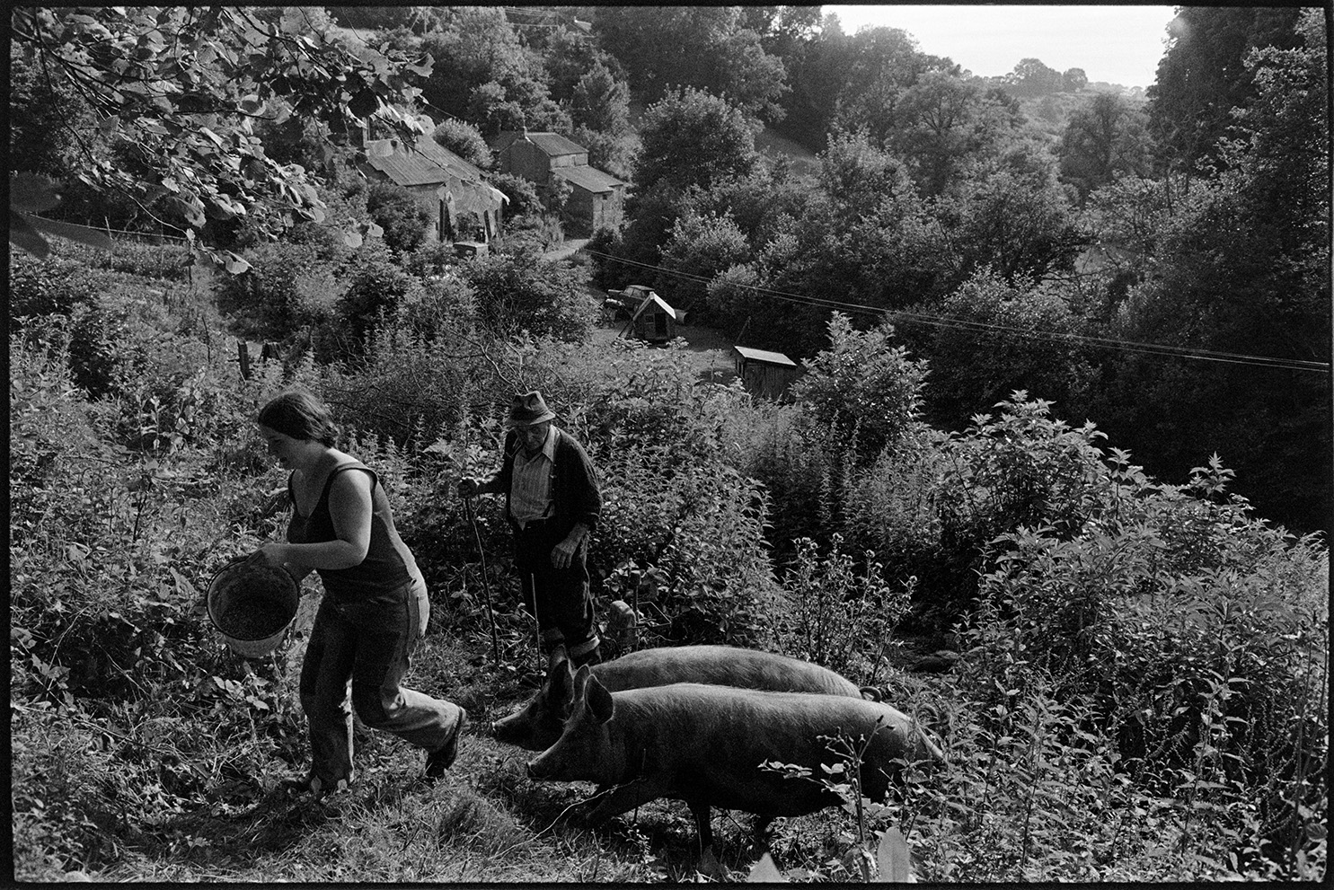 Farming practices and livestock, Feeding pigs - Fran Pickard & Archie Parkhouse Dolton, Millhams, August 1978. 