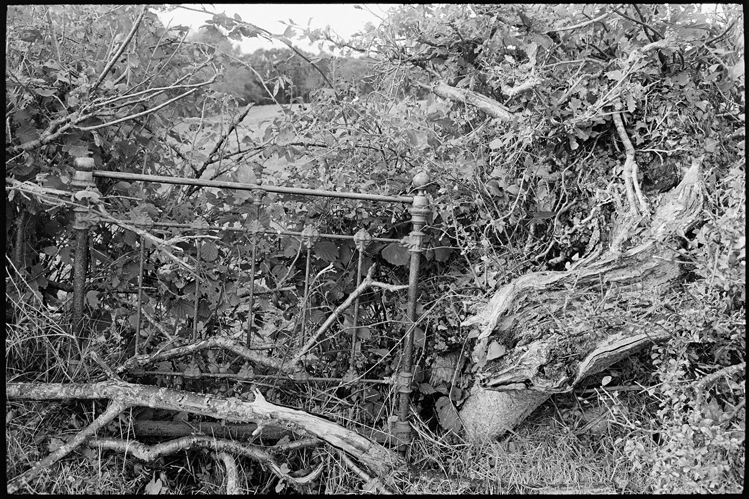 Natural Landscape, Hedge mended with old bedstead, Dolton, Woolridge, February, 1980.