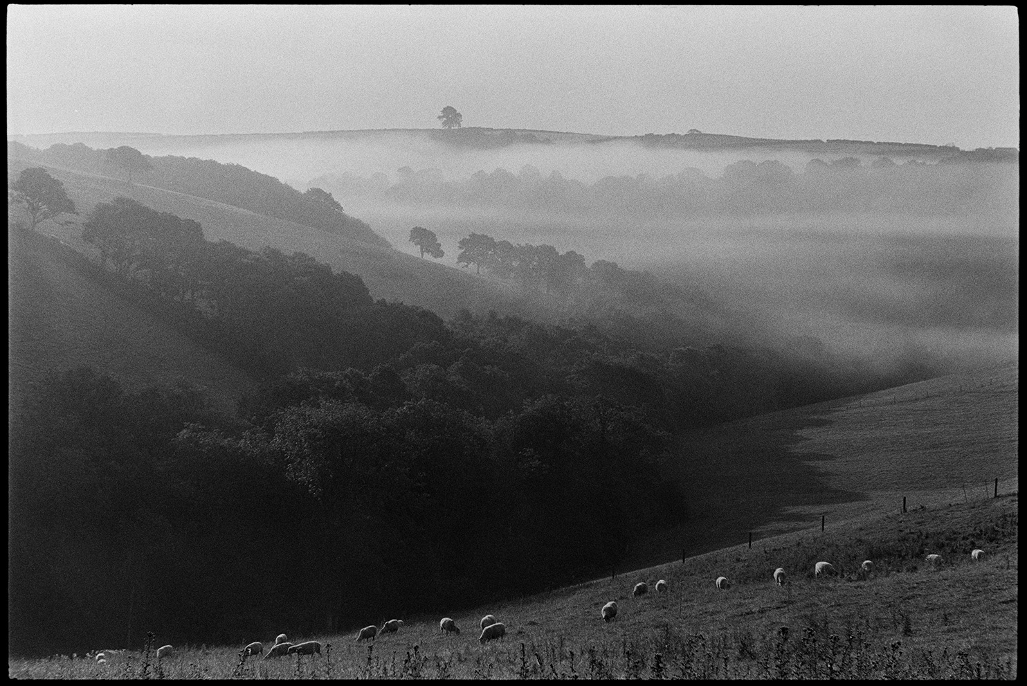 Misty landscape with sheep early morning, Ashreigney, Densham, September, 1981.