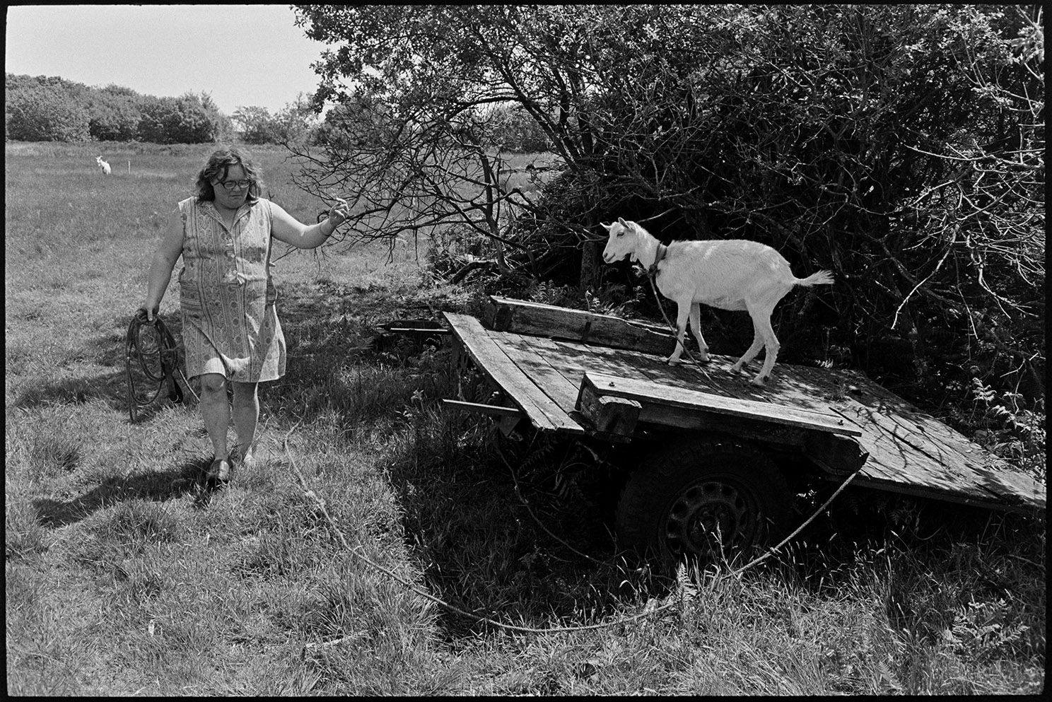 Farming practices and livestock, Olive Bennett tethering goats Beaford, Cupper's Piece, August 1987.