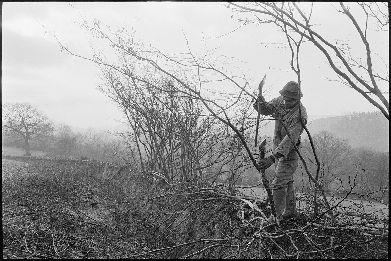 Hitting supporting sticks into hedge with axe head, Dolton, Lower Langham, April, 1980.