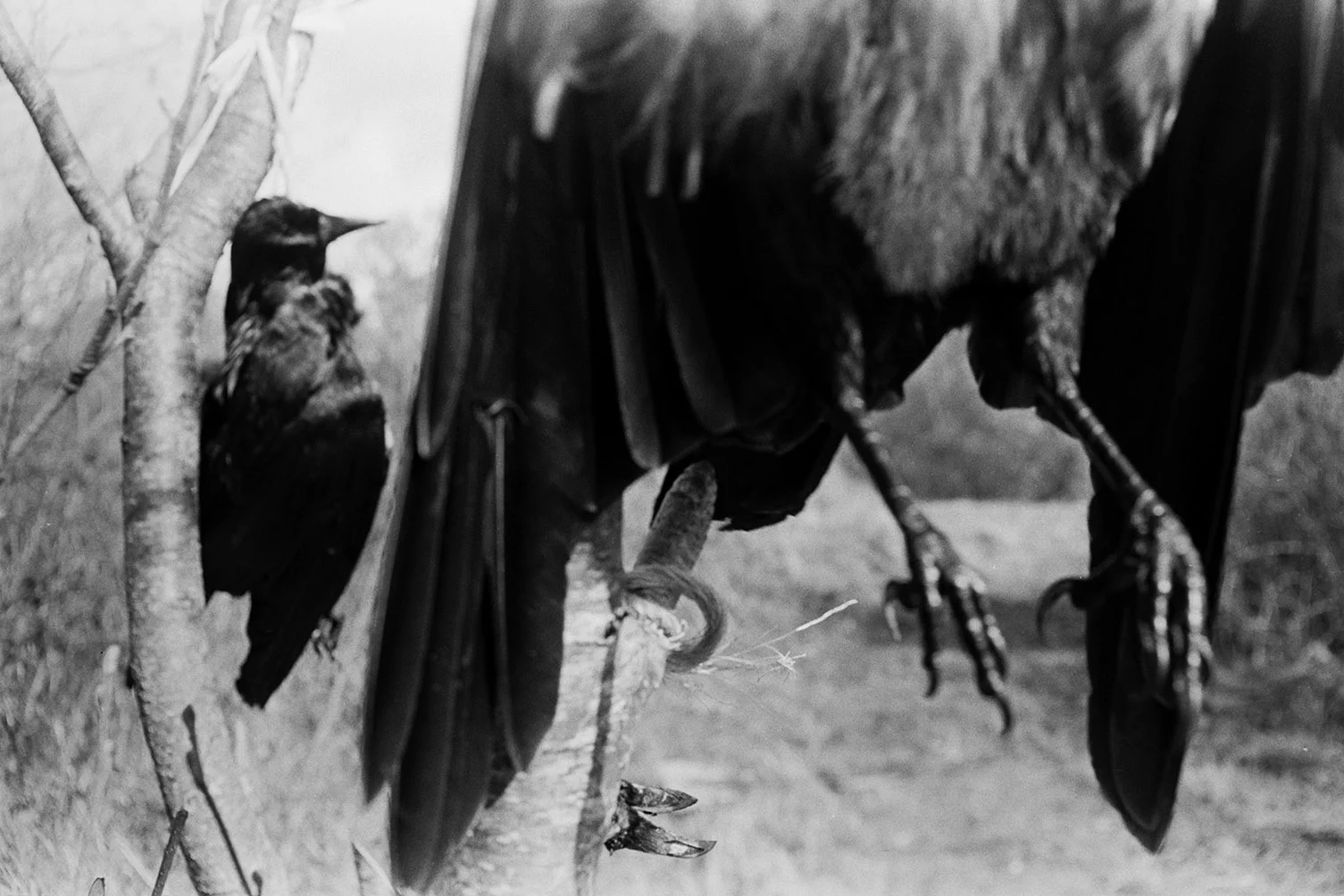 Jackdaw. Documentary photograph by Roger Deakins for the Beaford Archive © Beaford Arts