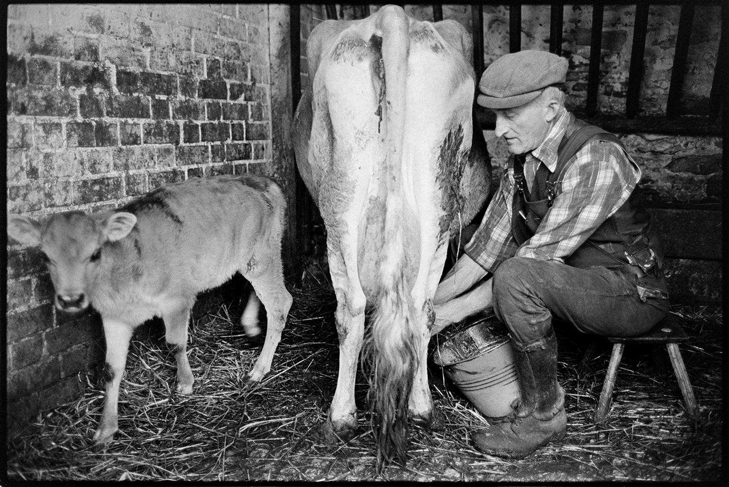Gordon Sanders milking cow by hand, Ashreigney, Reynards Park, April 1978. Documentary photograph by James Ravilious for the Beaford Archive © Beaford Arts