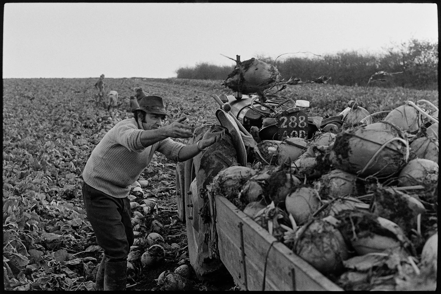 Man cutting beet and loading on trailer, Roborough, October 1975. Documentary photograph by James Ravilious for the Beaford Archive © Beaford Arts