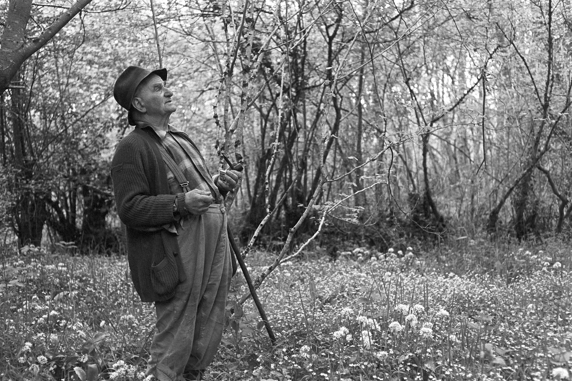 Archie Parkhouse in a wood near Dolton, Addisford, Dolton, June 1974