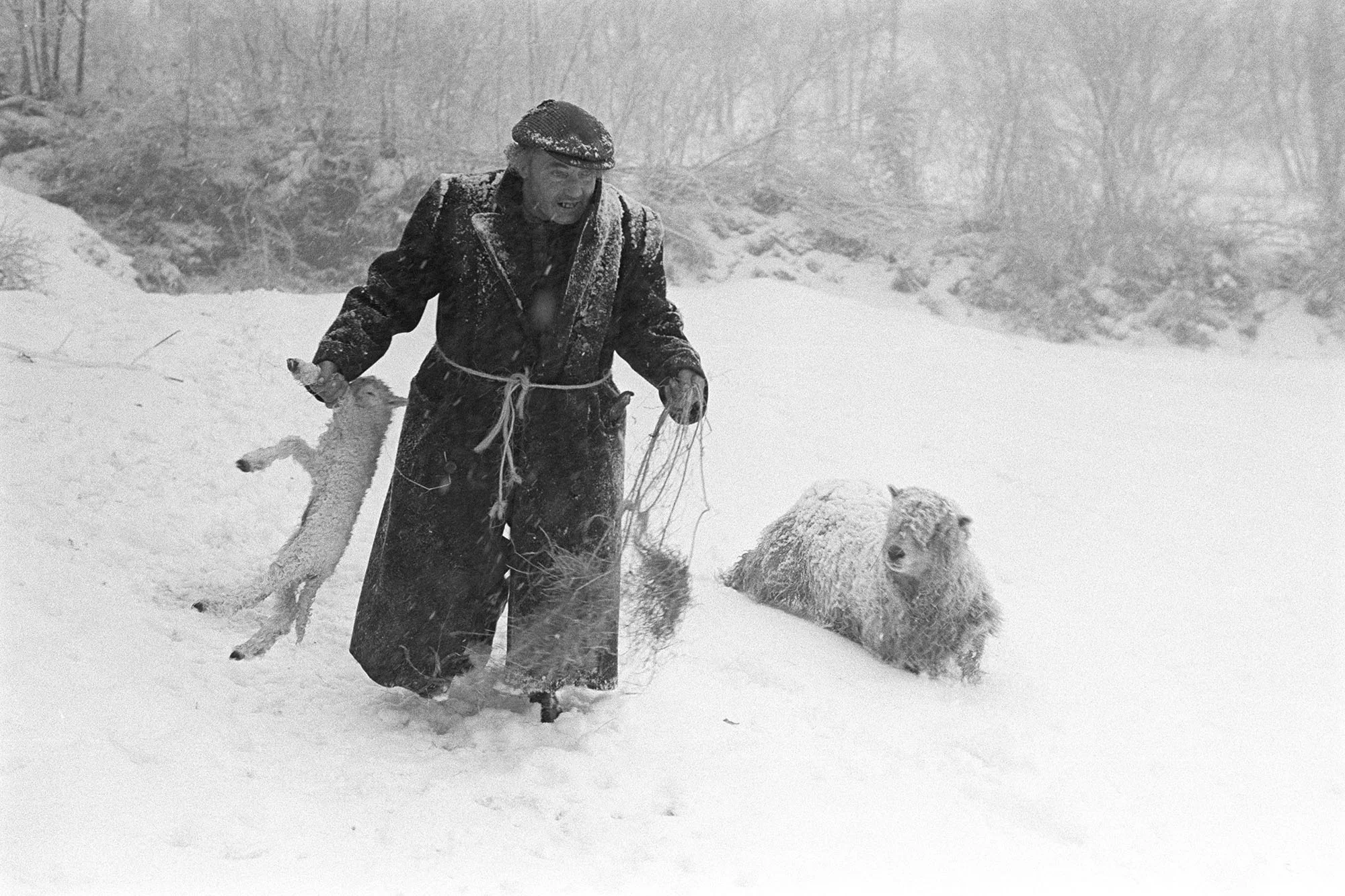Ivor Brock rescuing a lamb in a blizzard, Millhams, Dolton, February 1978