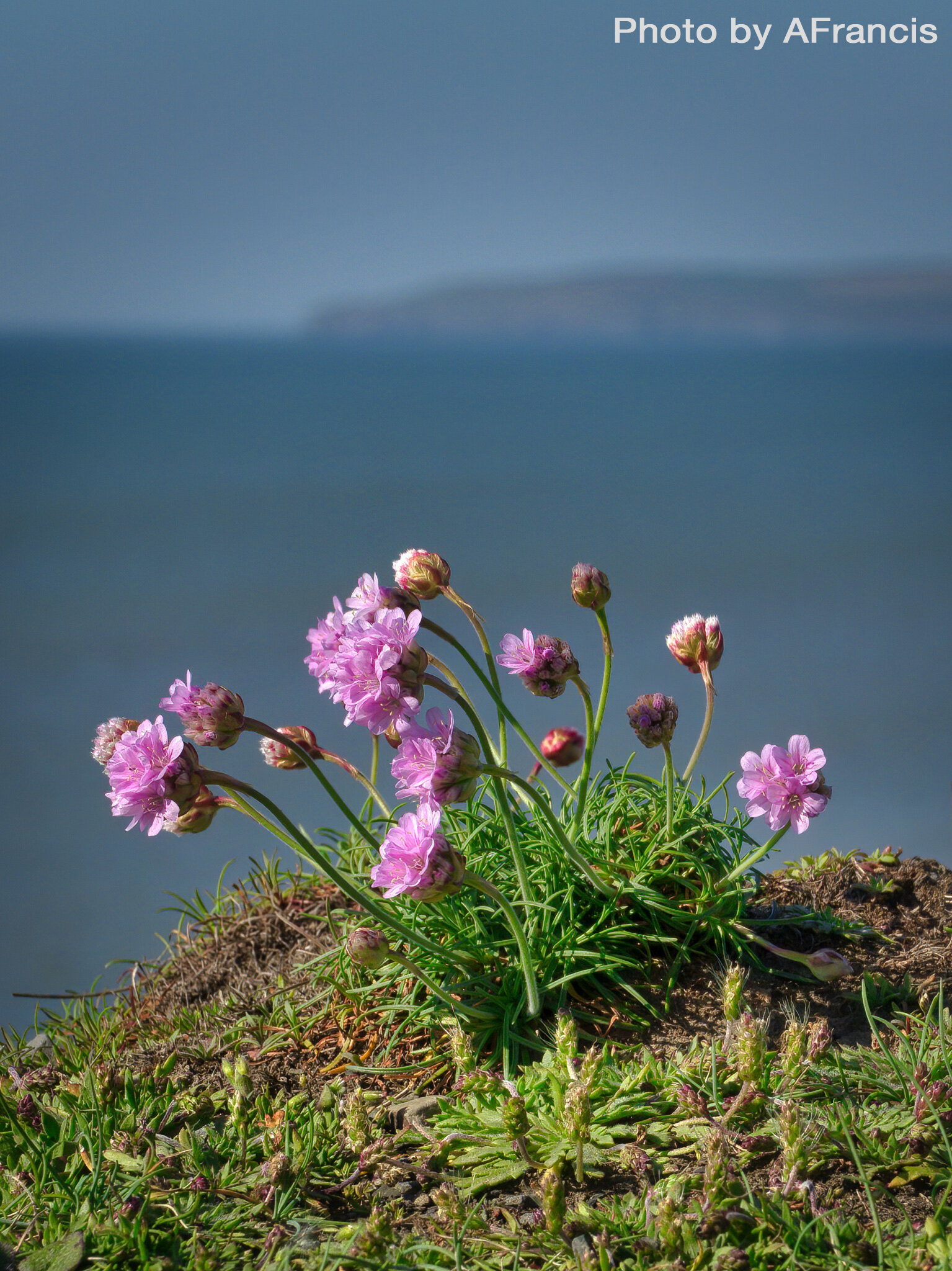 Sea Thrift over the bay, Cornborough 230420 AFrancis.jpg