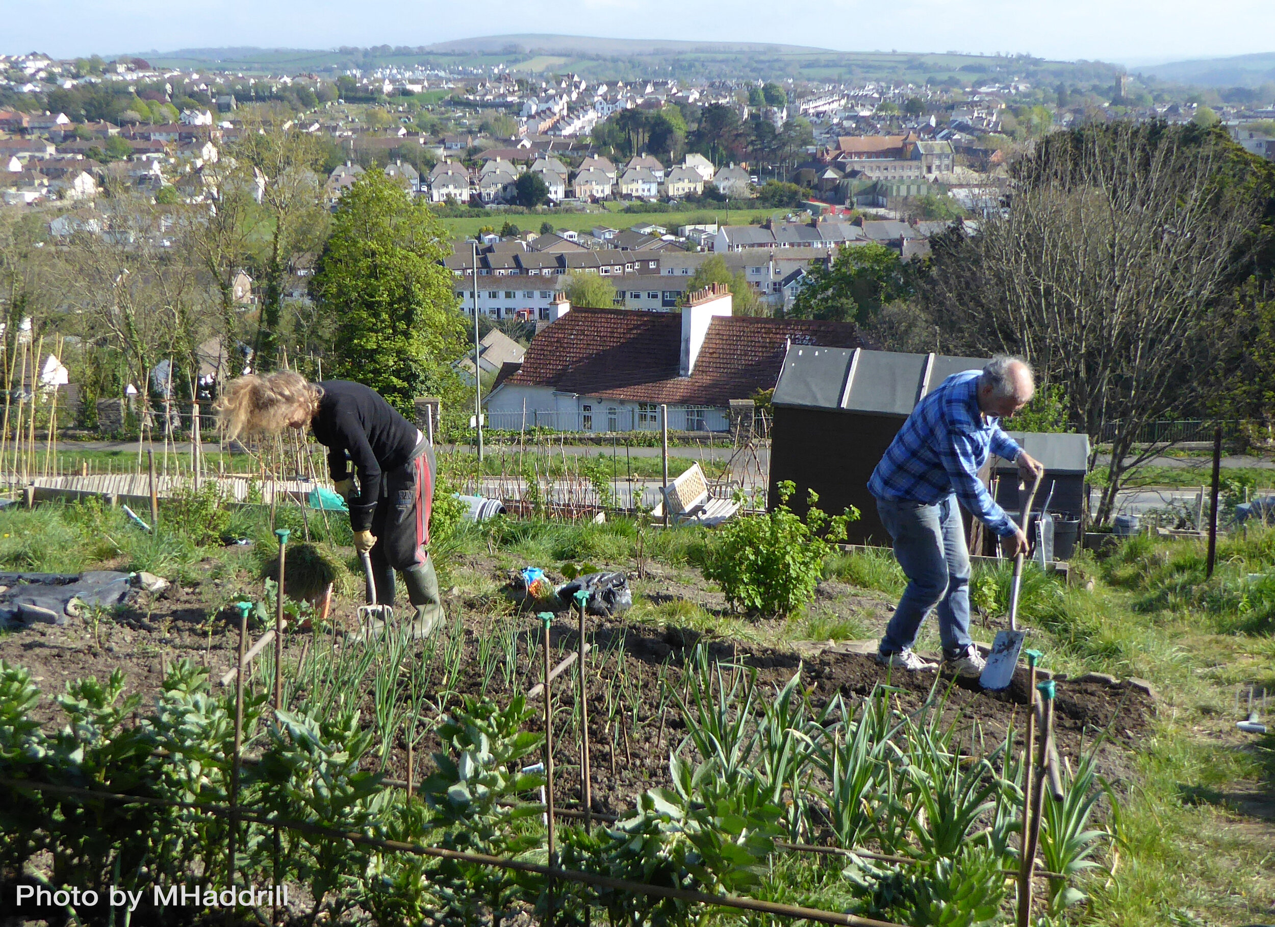 Pilton Working the Allotment...18042020 M Haddrill.jpg