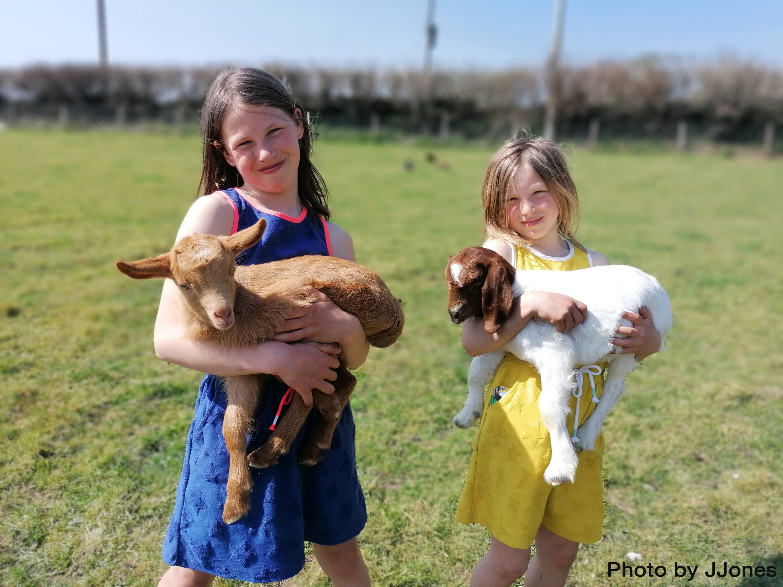 Playtime with the goat kids, Bampton 100420 JJones.jpg