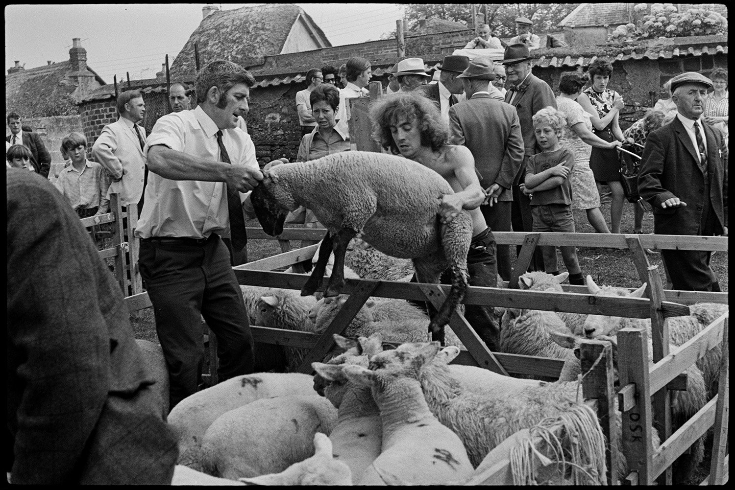 DEA-03-0059-34A Moving sheep between pens, Chulmleigh Market, .jpg