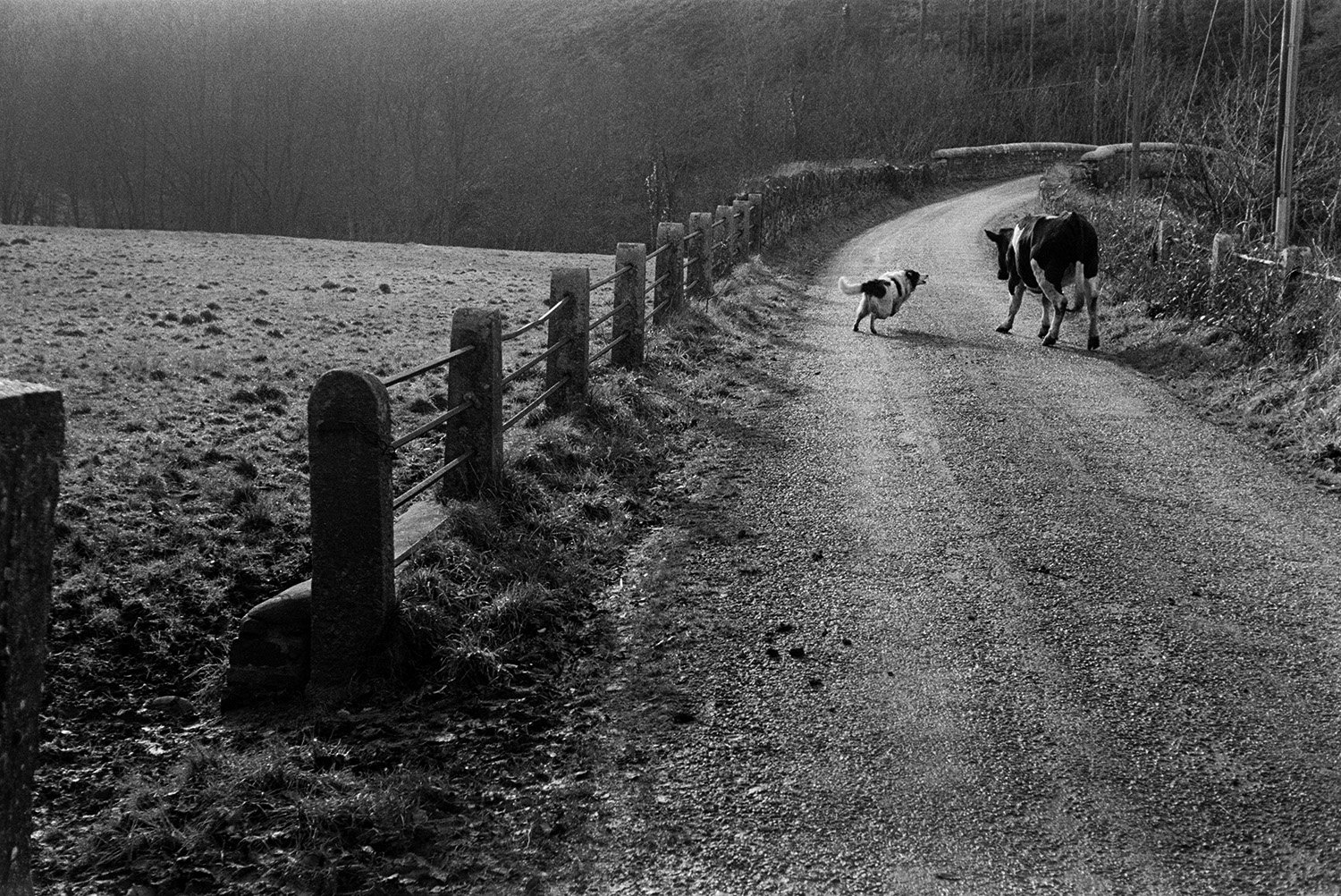 DEA-03-0068-12 crop Dog barking at a cow in a lane, Mill Road Farm , Beaford, January 1972.jpg