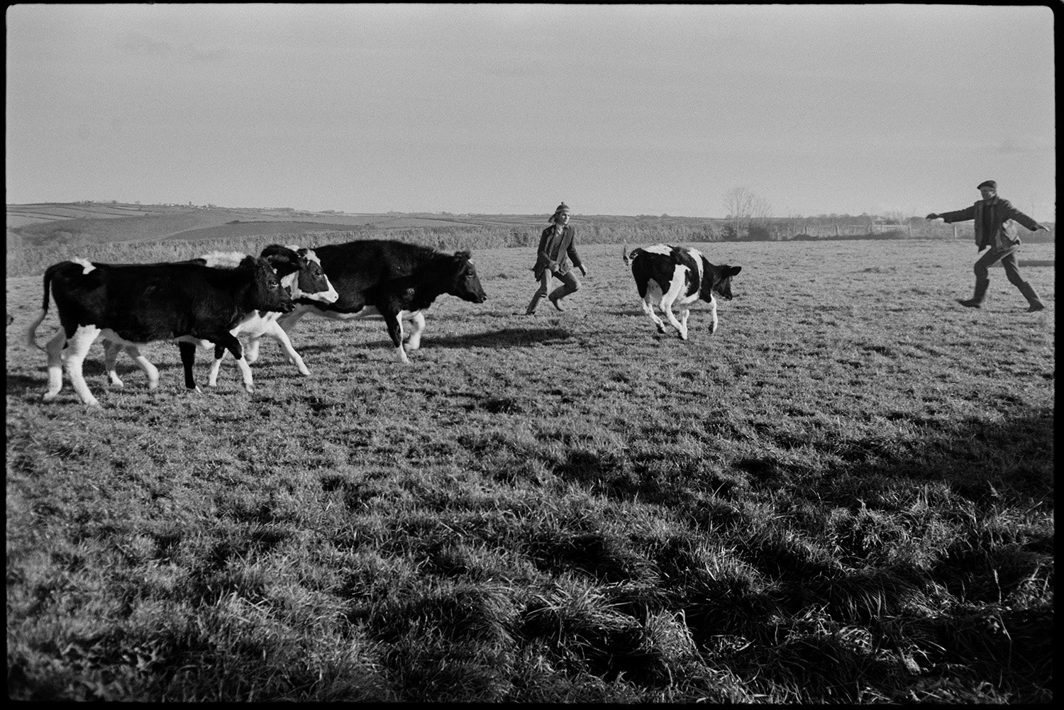 Men and a dog rounding up bullocks in a field to herd them to their winter quarters, Mill Road Farm, Beaford, 1971. Sir Roger Deakins CBE