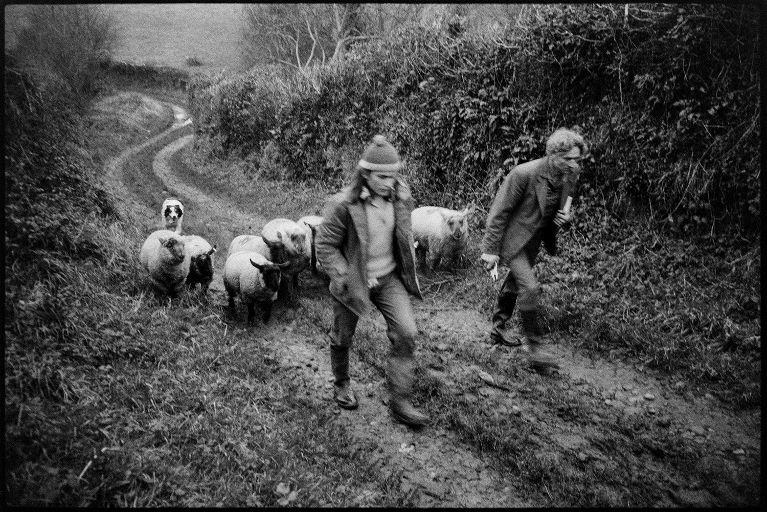 Derek Bright and a man herding sheep along a lane, Mill Road Farm, Beaford, 1972. Sir Roger Deakins CBE