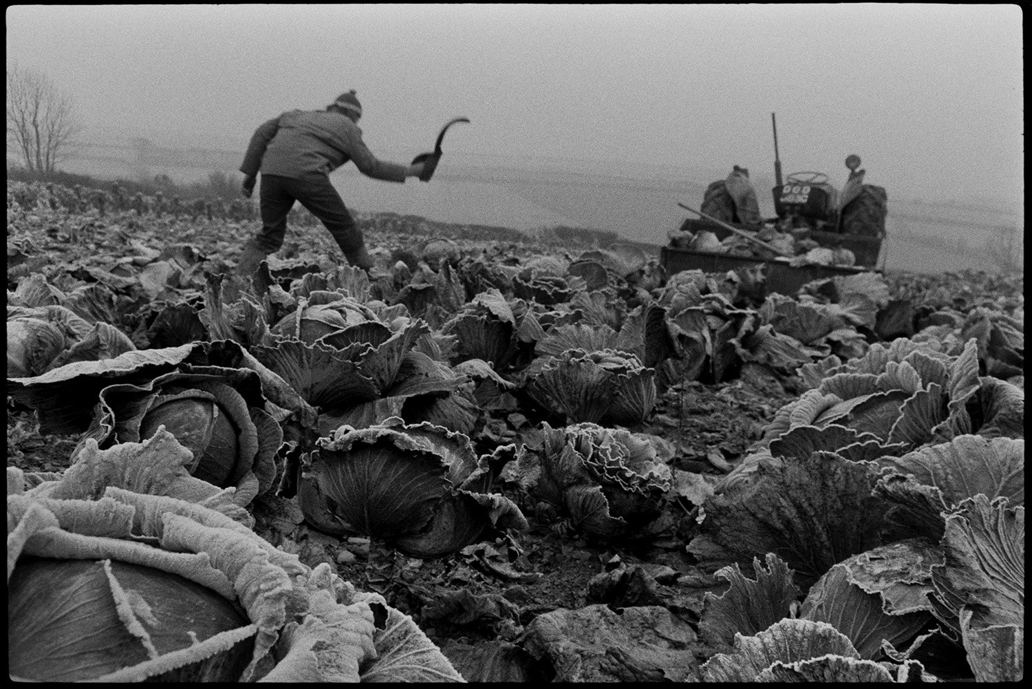 Derek Bright cutting flat pole cabbages with a bill hook to feed to cattle, Beaford, 1972. Sir Roger Deakins CBE
