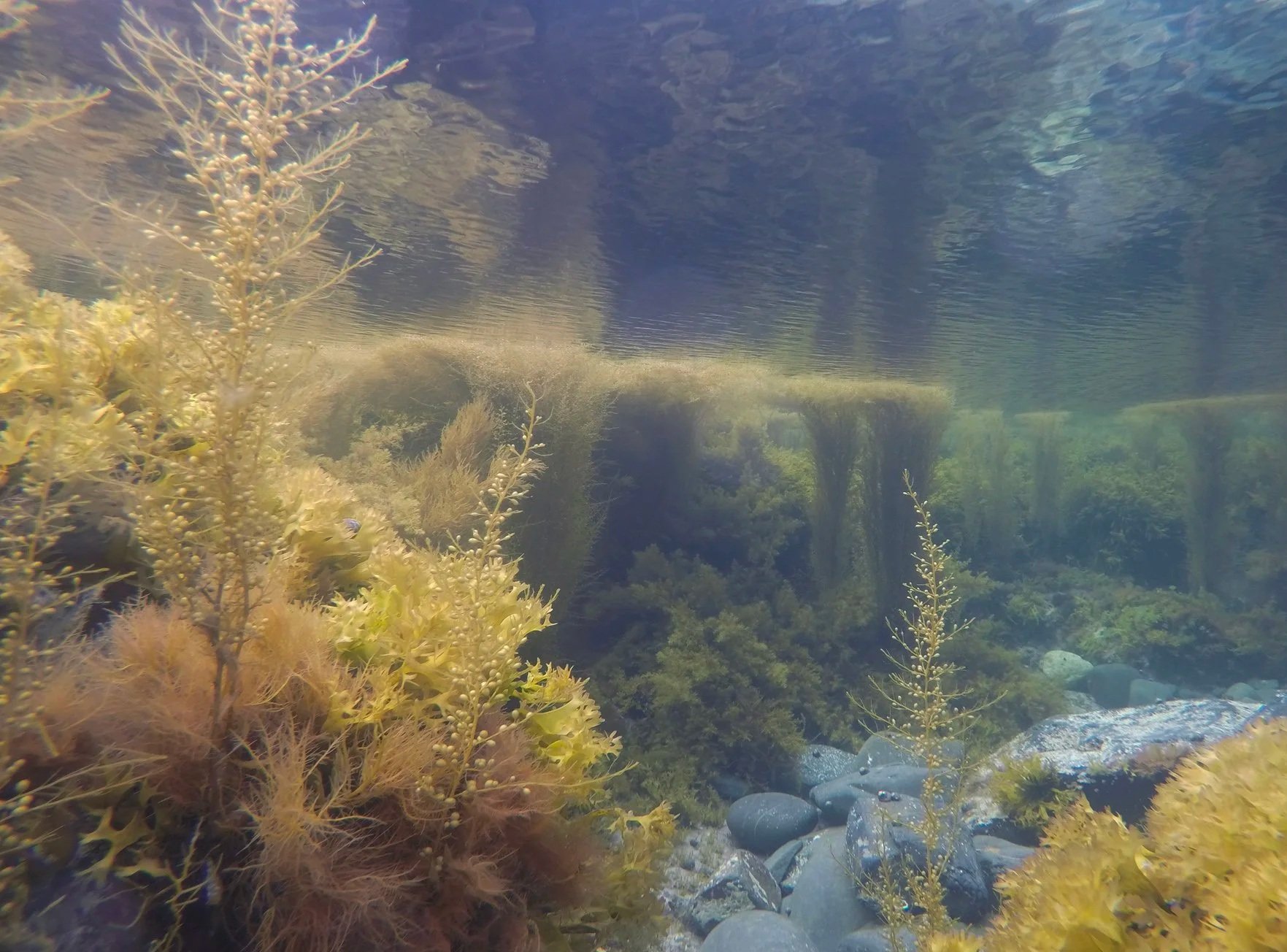 Rock Pool Filmmaking Workshop for ages 11-25 | What does nature mean to you?