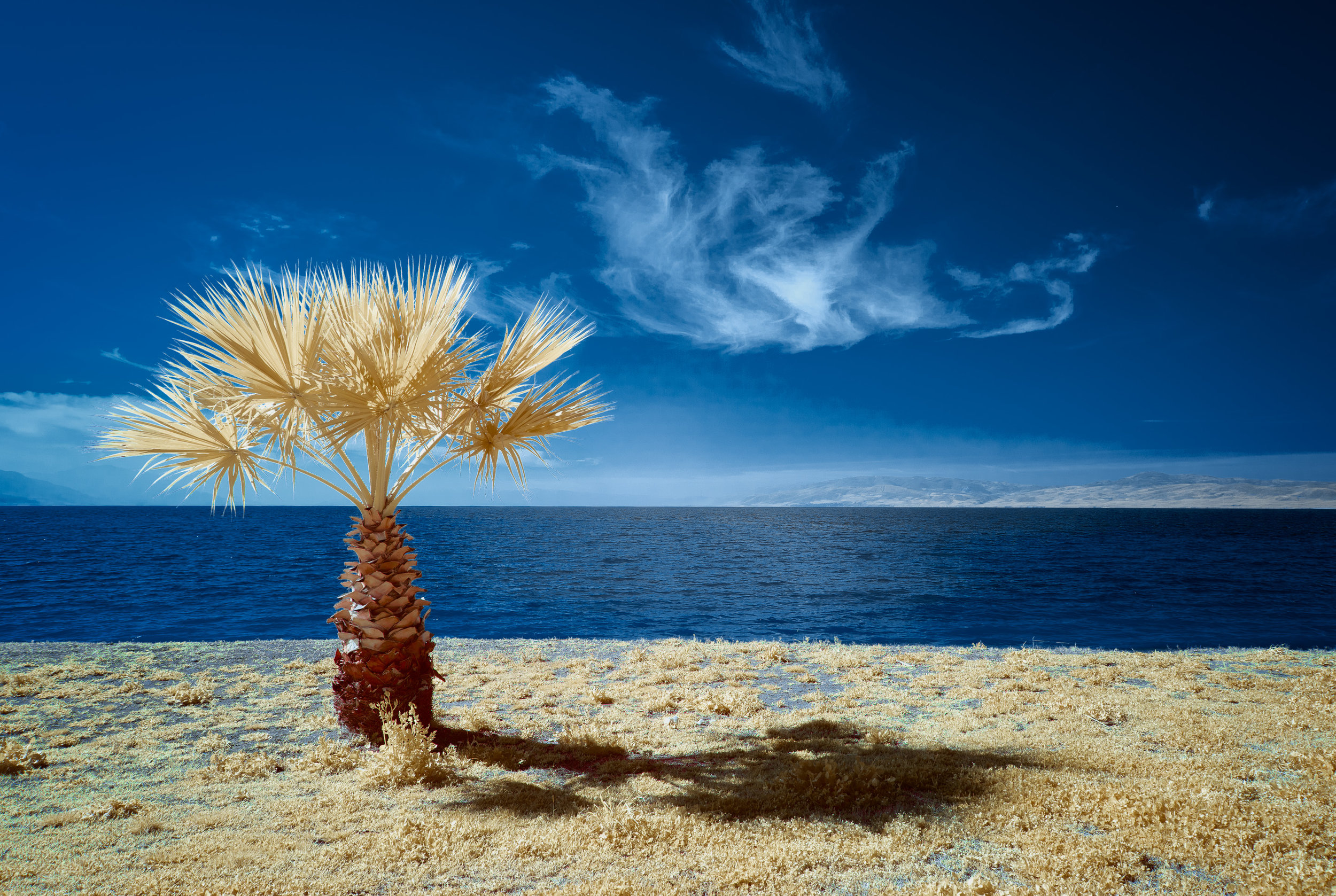 Palm Tree