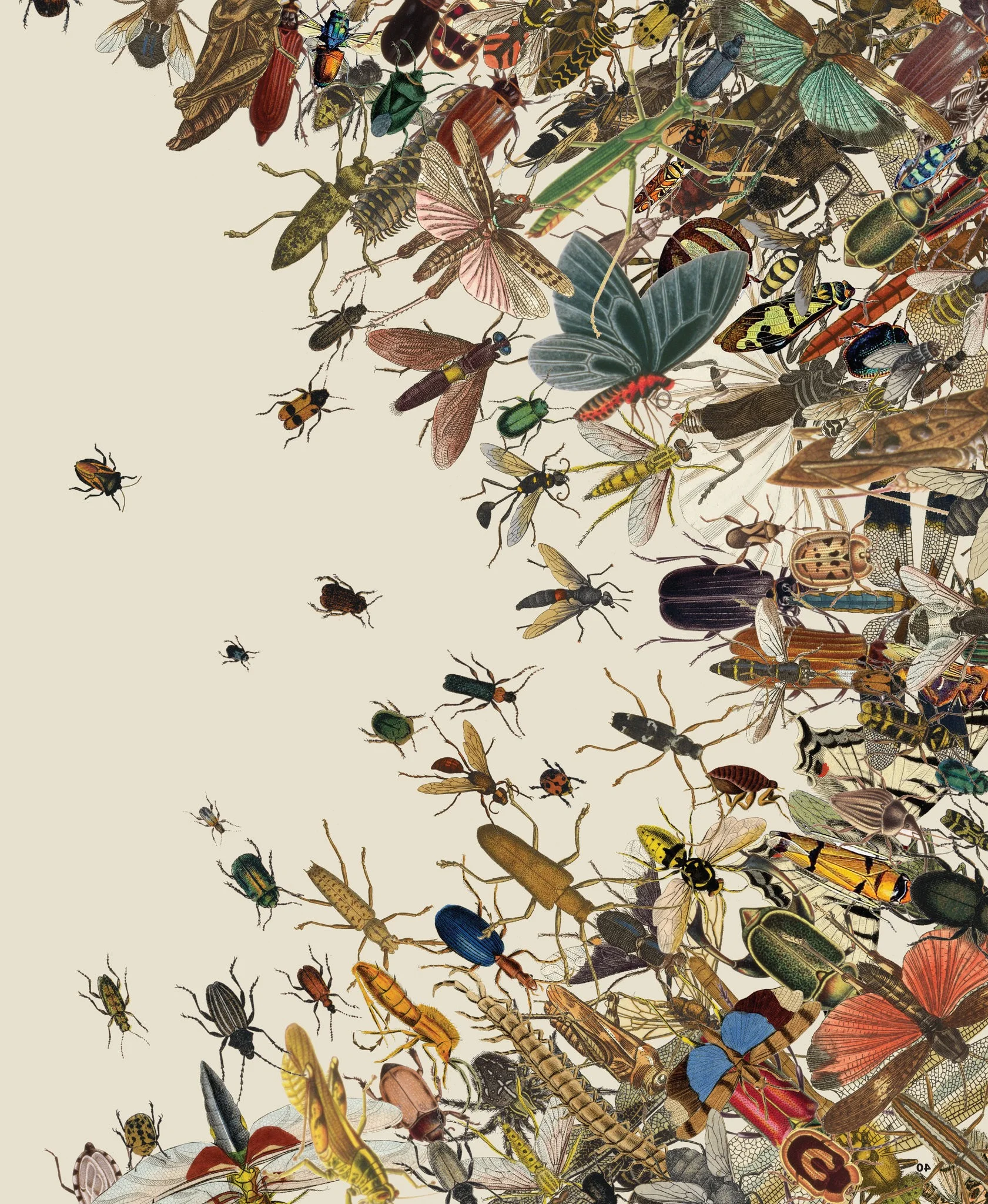 02mag-insects-image1-superJumbo-v3.jpg