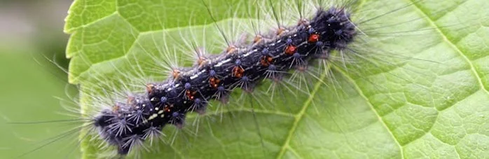 Gypsy Moth caterpillar. Image source: bugwood.org