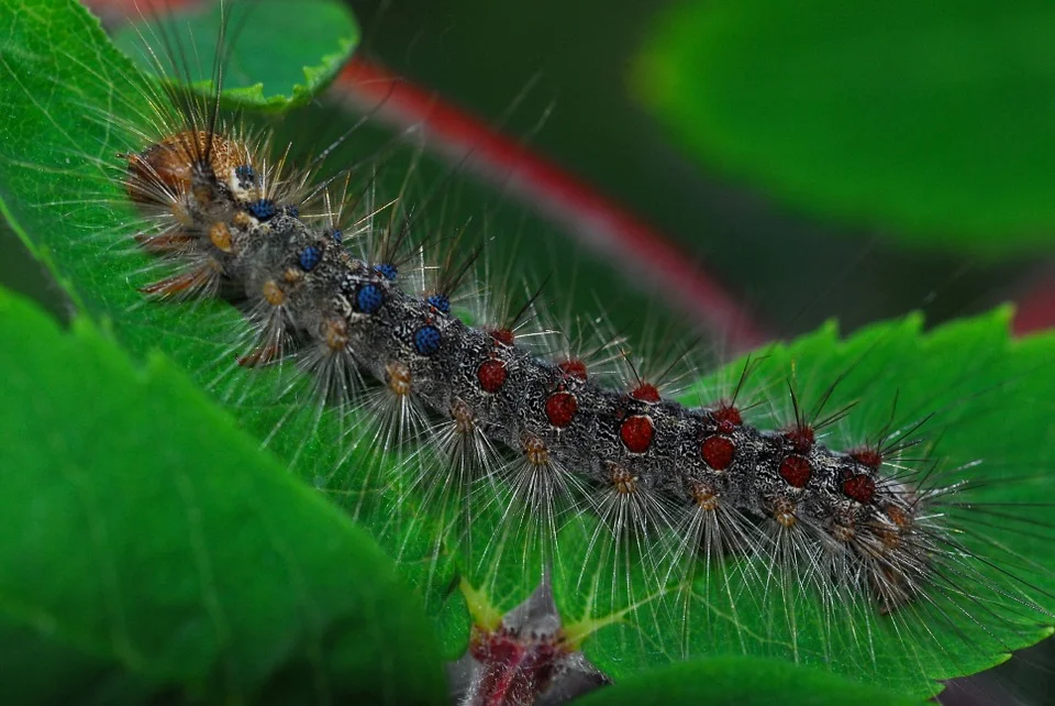 gypsy-moth-960562_960_720.jpg