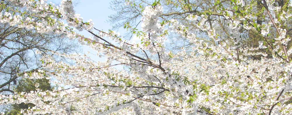spring.jpg