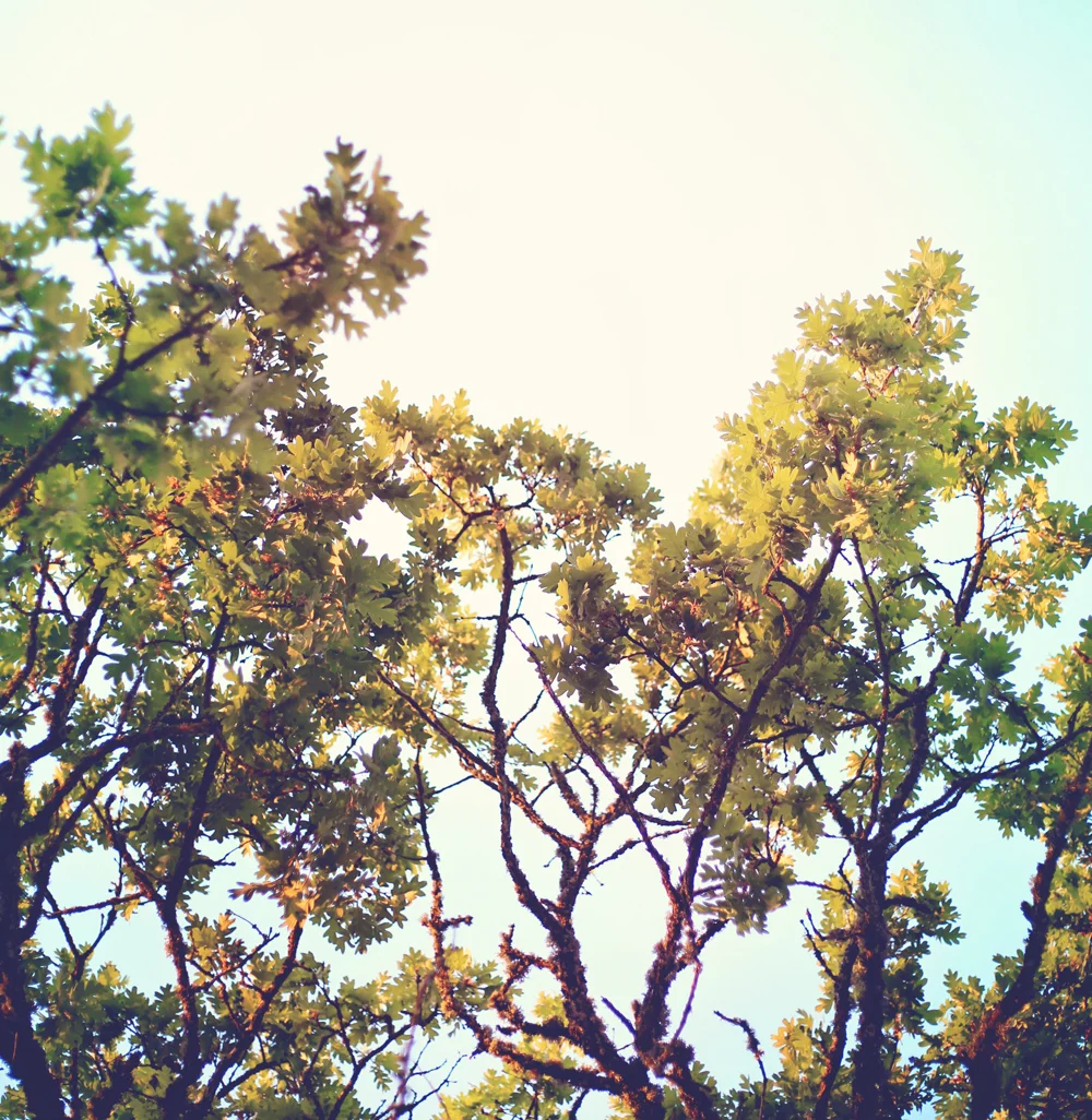 oak-tree-cape-cod.jpg