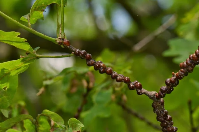 Lecanium scales on an oak tree.