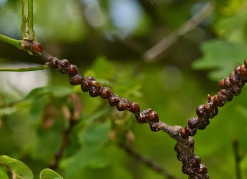 Lecanium scales on an oak branch.