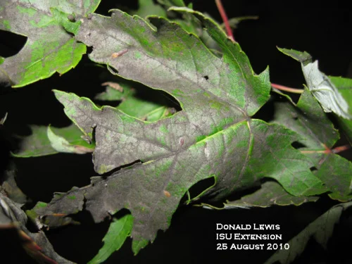 Blackened leaves caused by Lecanium scale.