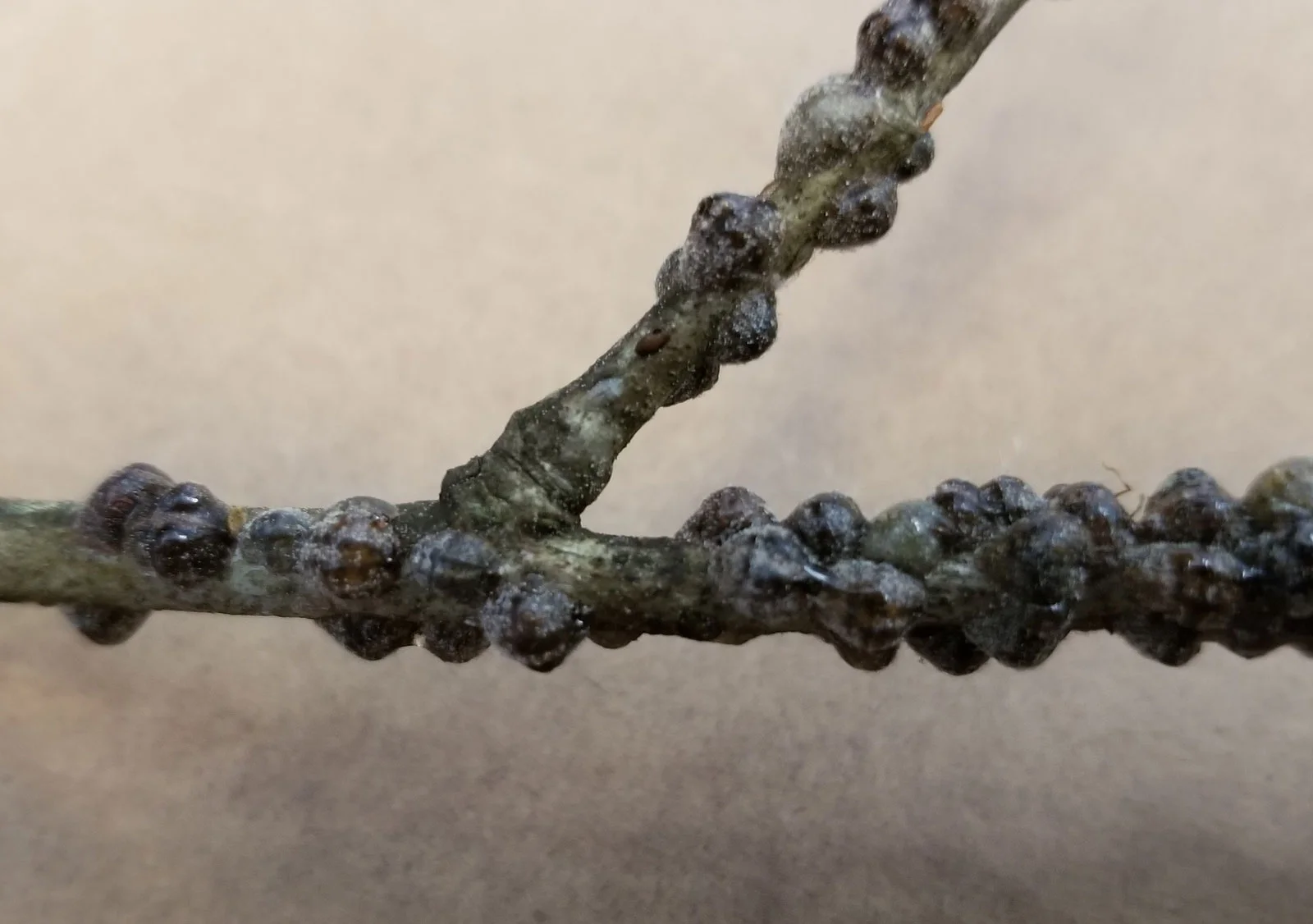 Trouble Maker of the Month: Oak Lecanium Scale