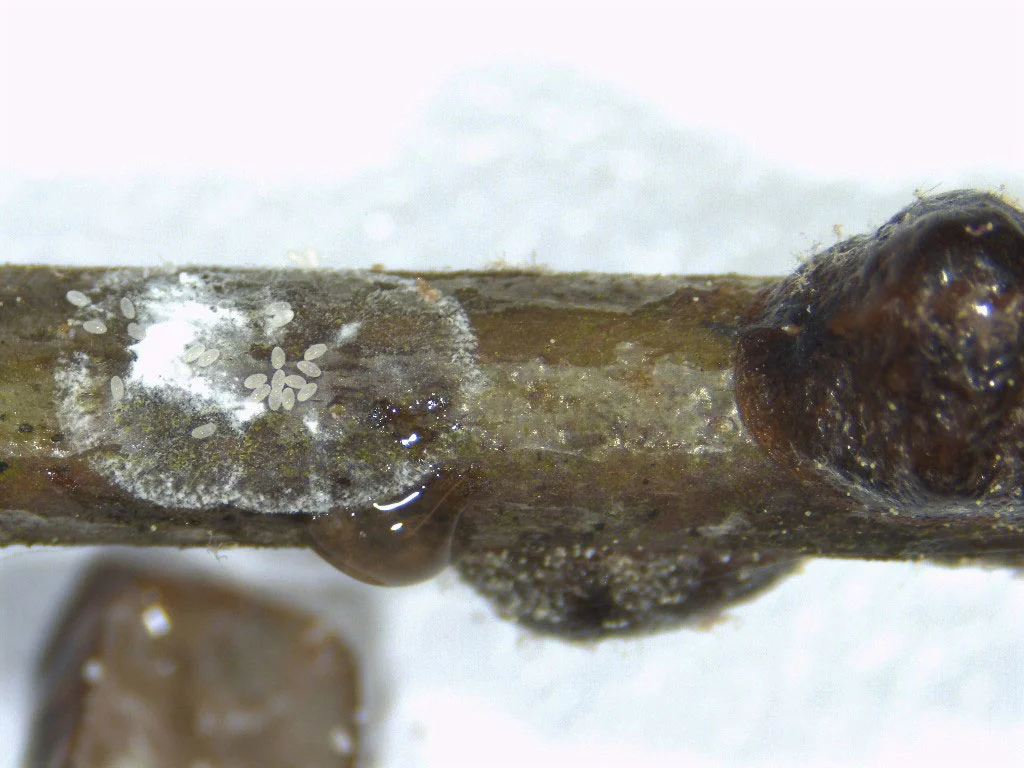 lecanium_scale_eggs-new.jpg