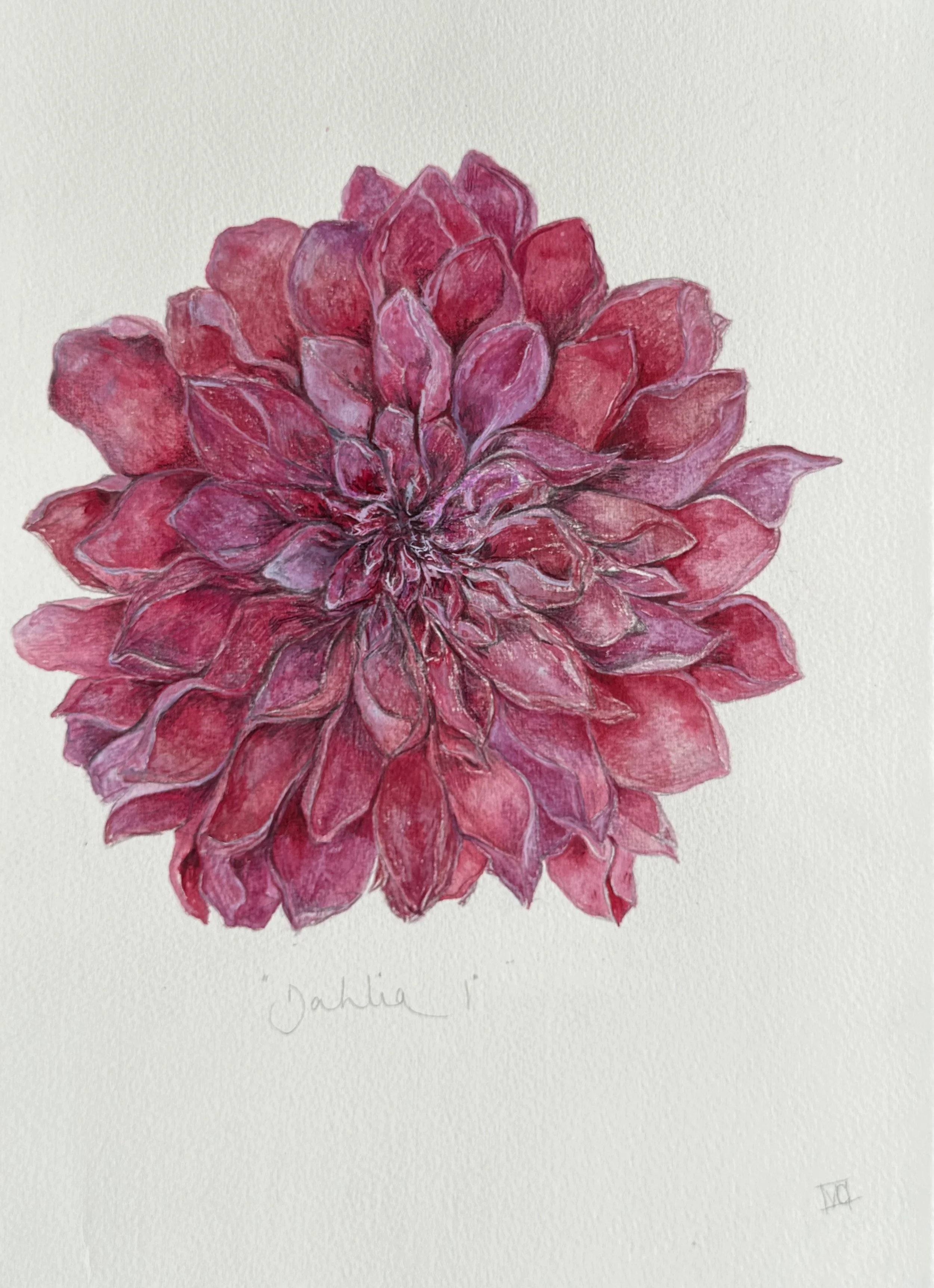 Dahlia I 
