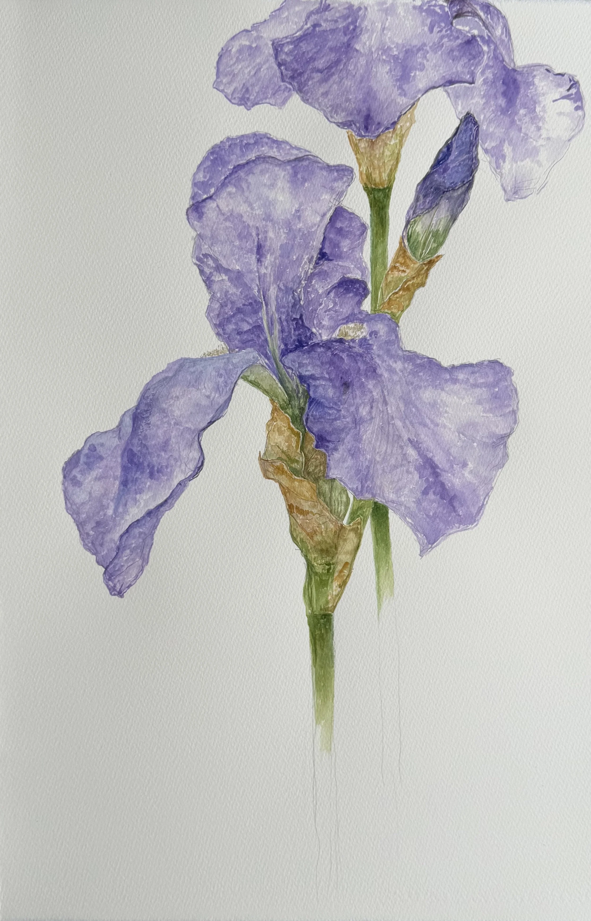 Iris - Castle Howard 