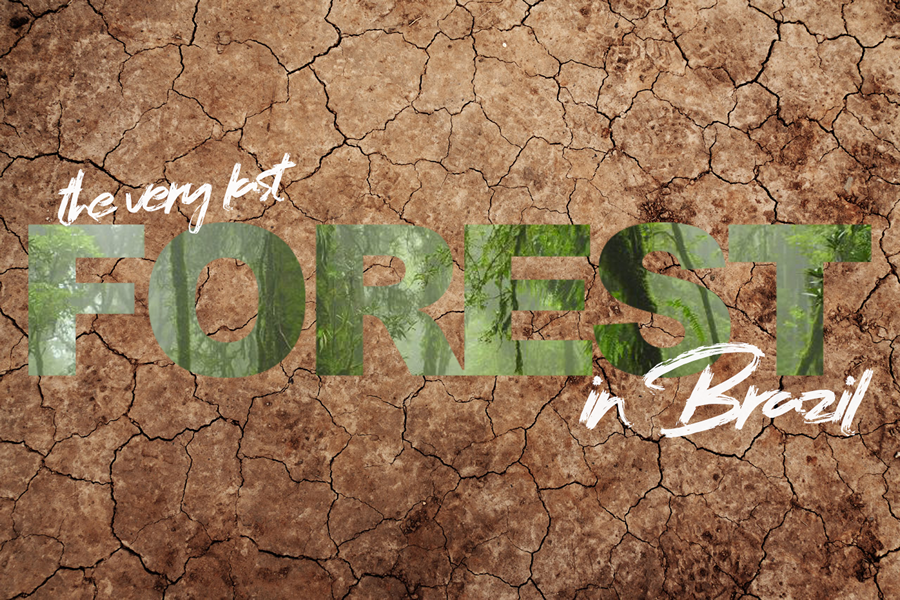 the-last-forest-in-brazil.png