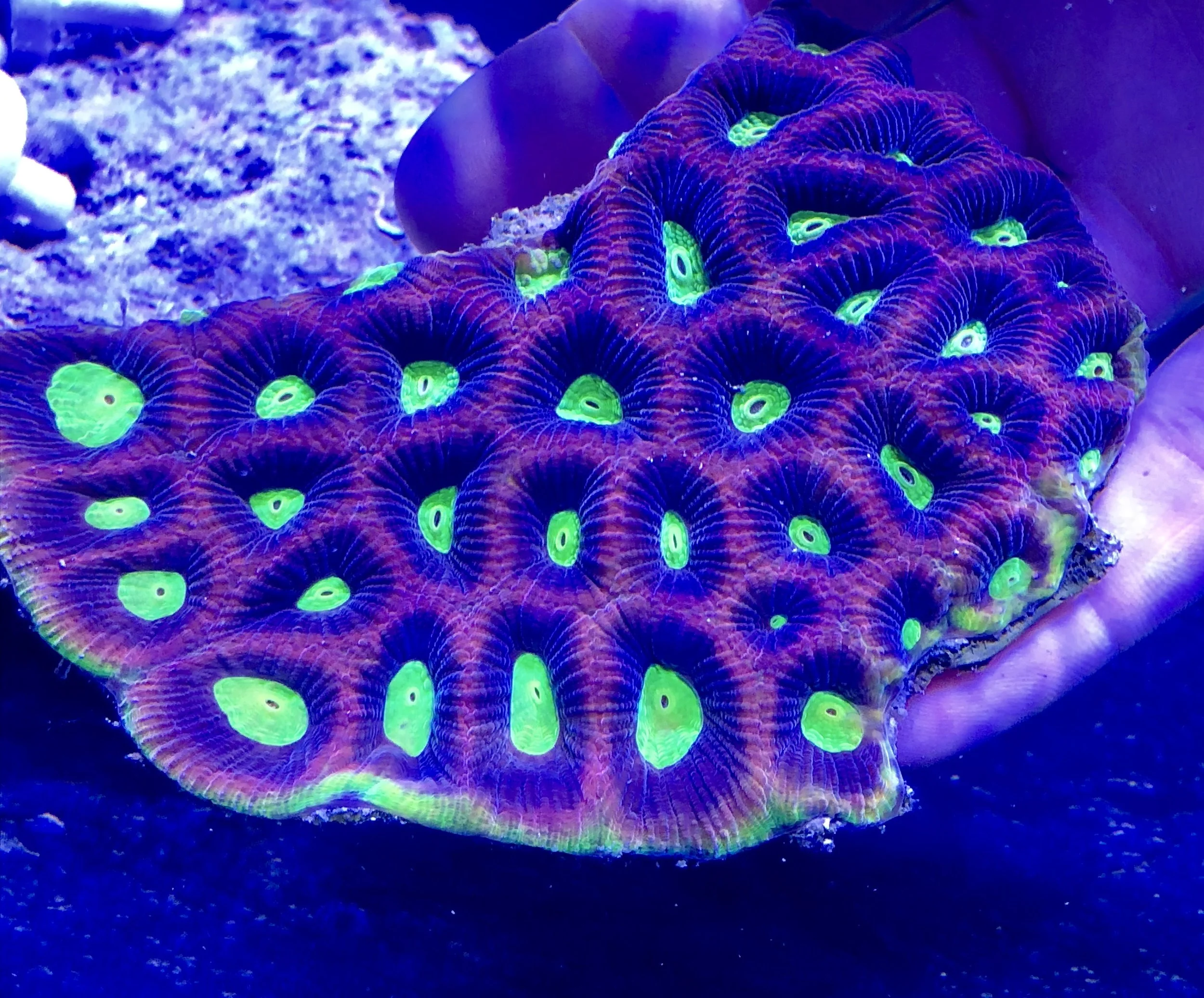 Dragon Soul Prism Favia Large