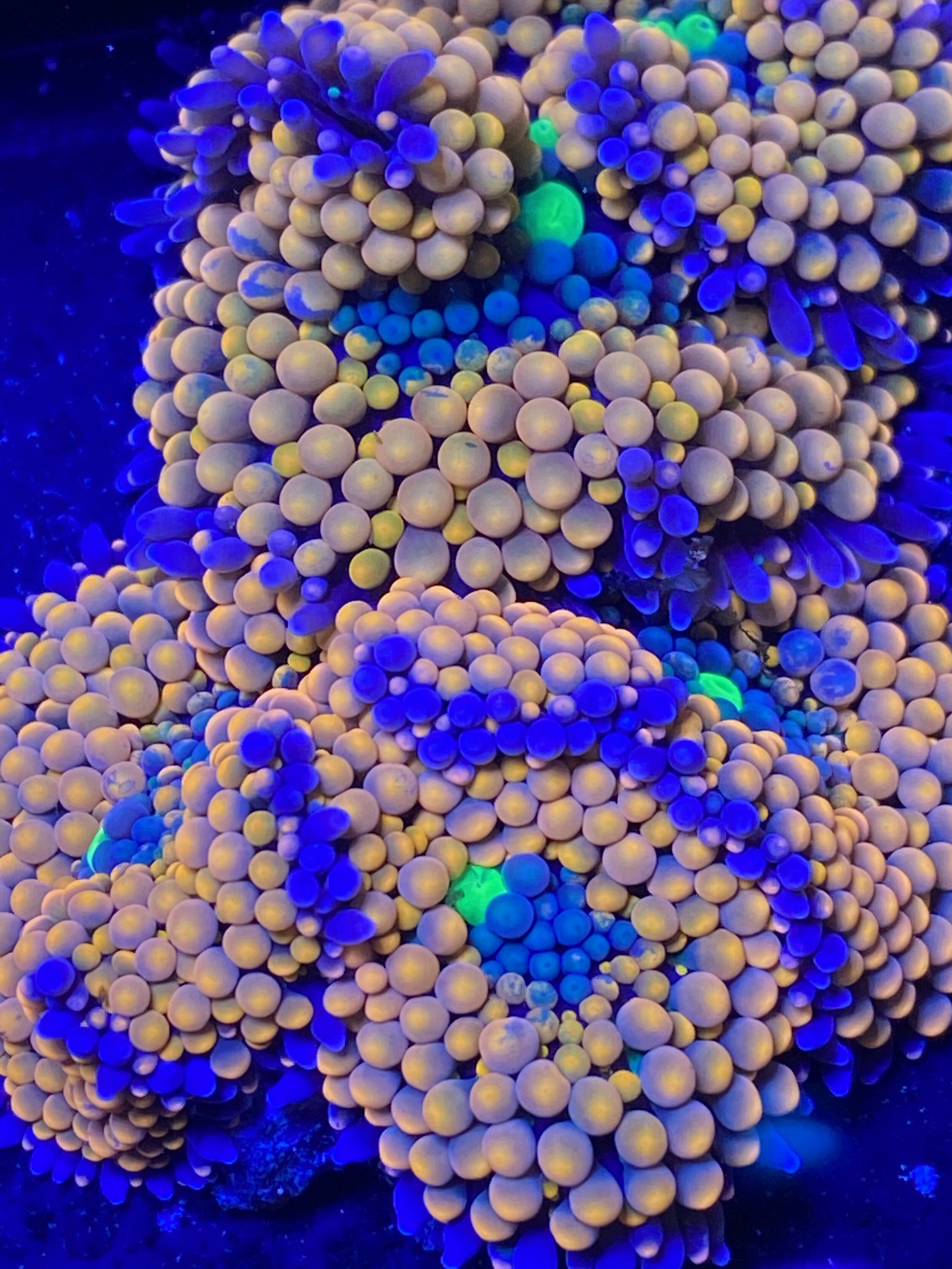 Florida Mixed Ricordea